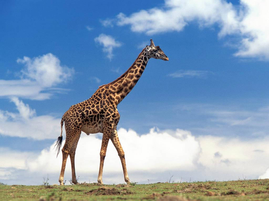 Giraffe In The Wild Background