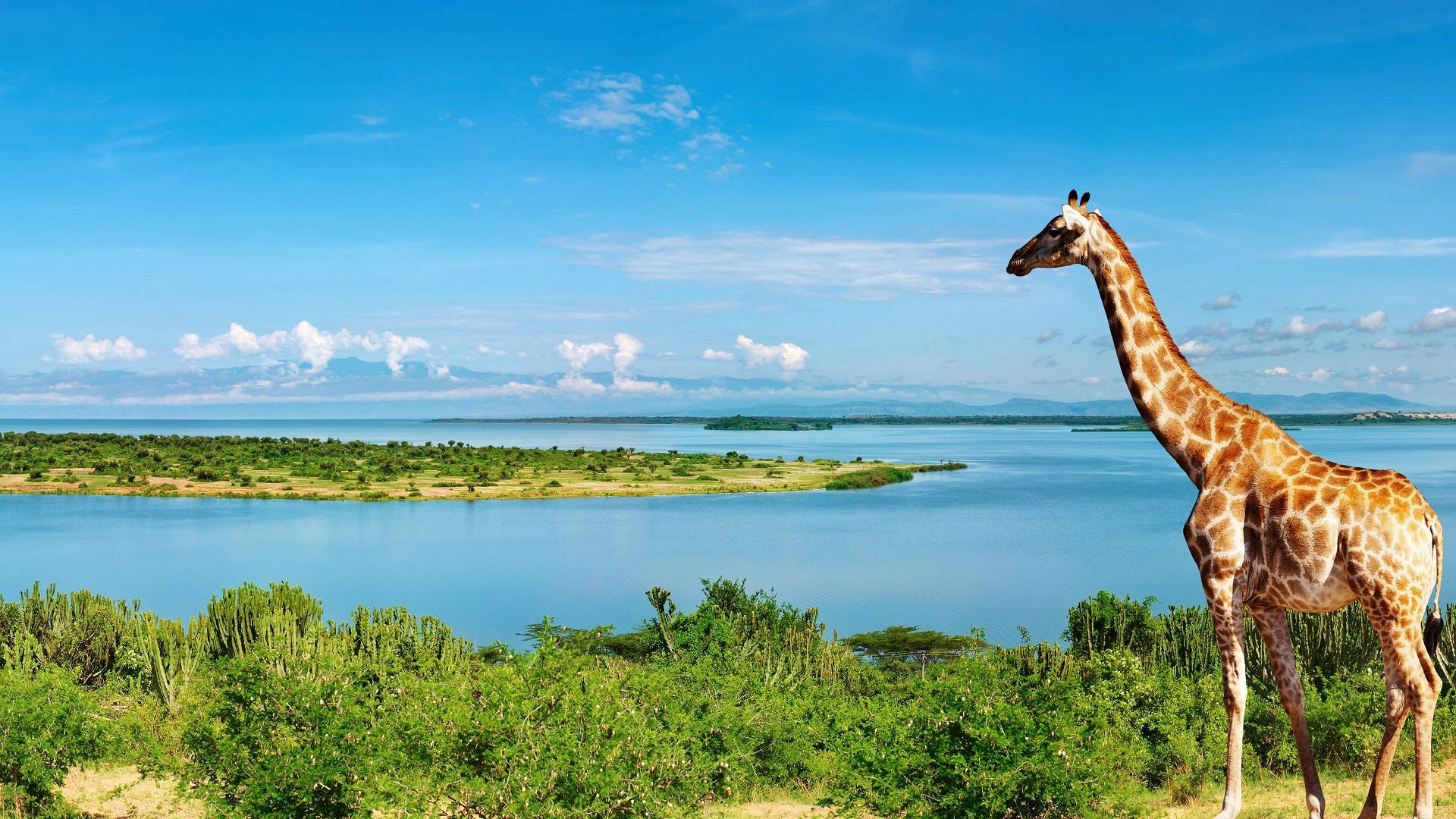 Giraffe On Top Of Land Mass Background