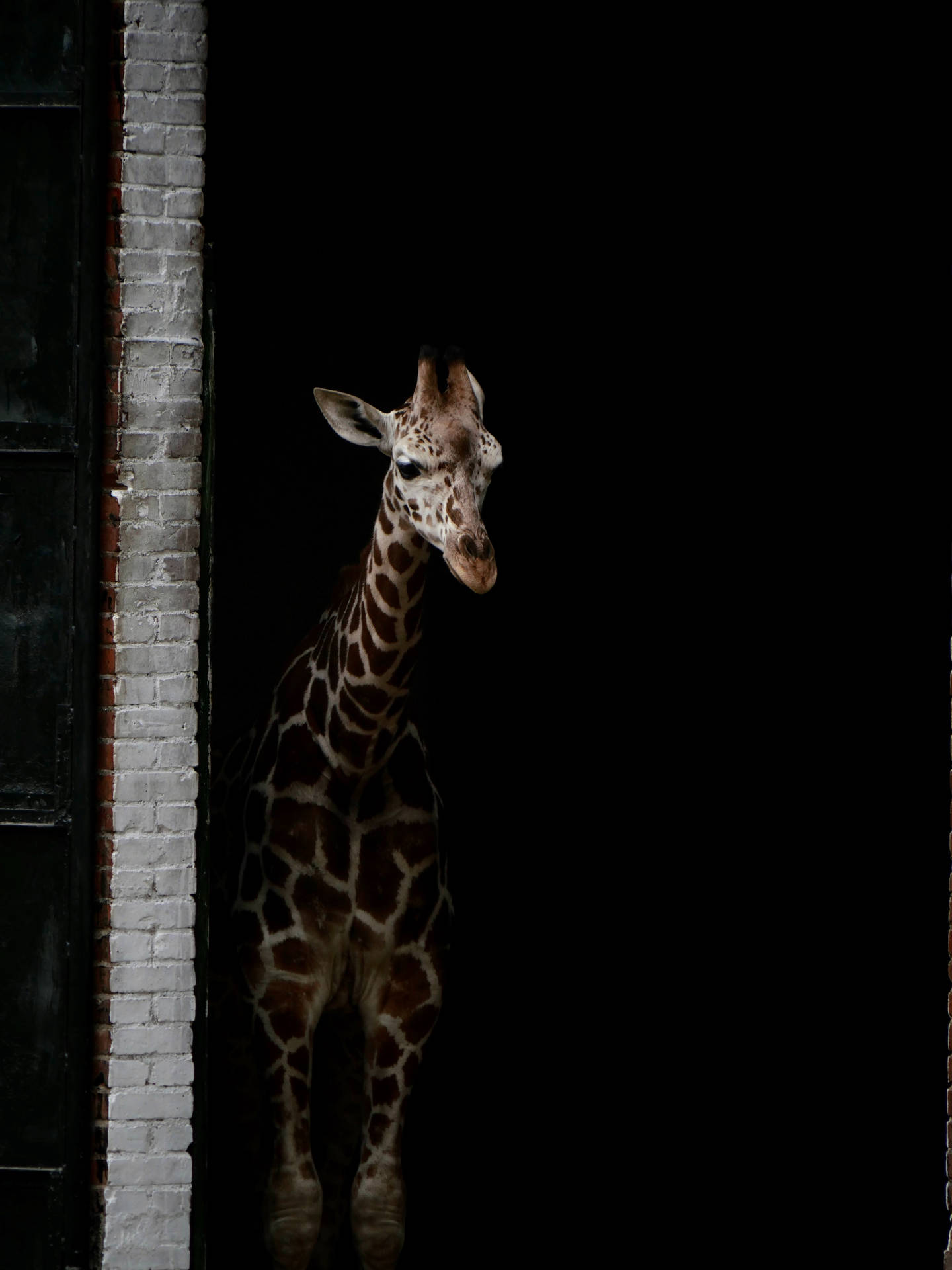 Giraffe Standing In Dark Anime Background