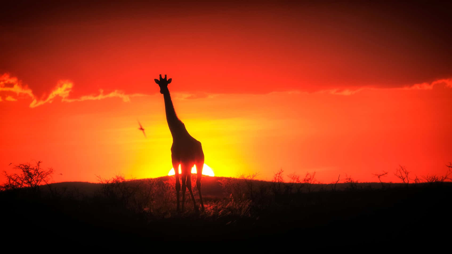 Giraffe Sunset Silhouette Africa Background