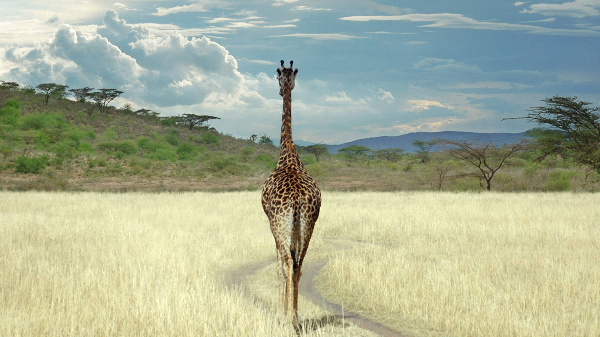 Giraffe Walking In Savanna Background