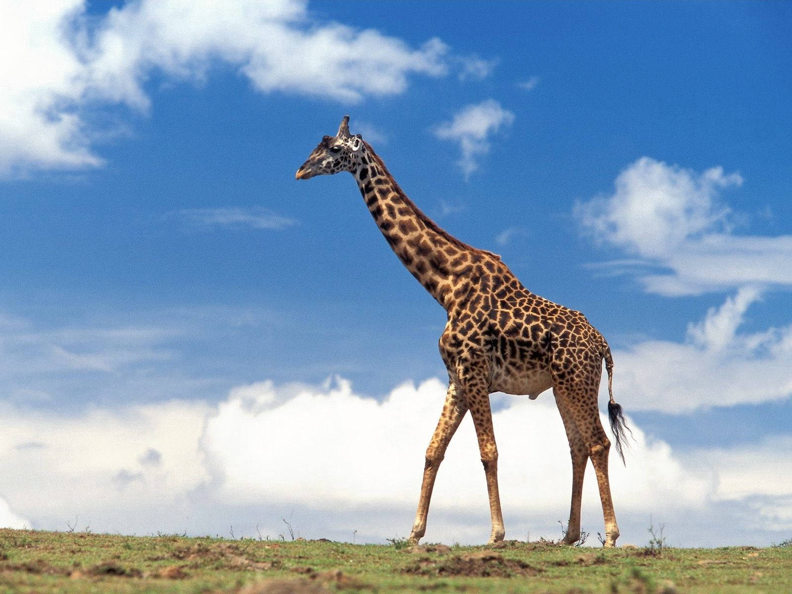 Giraffe Walking On The Grass Background