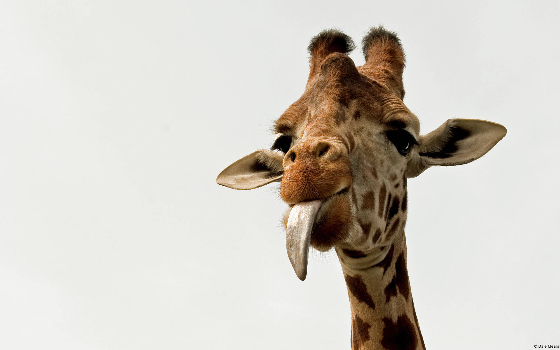 Giraffe With Stuck Out Tongue Background