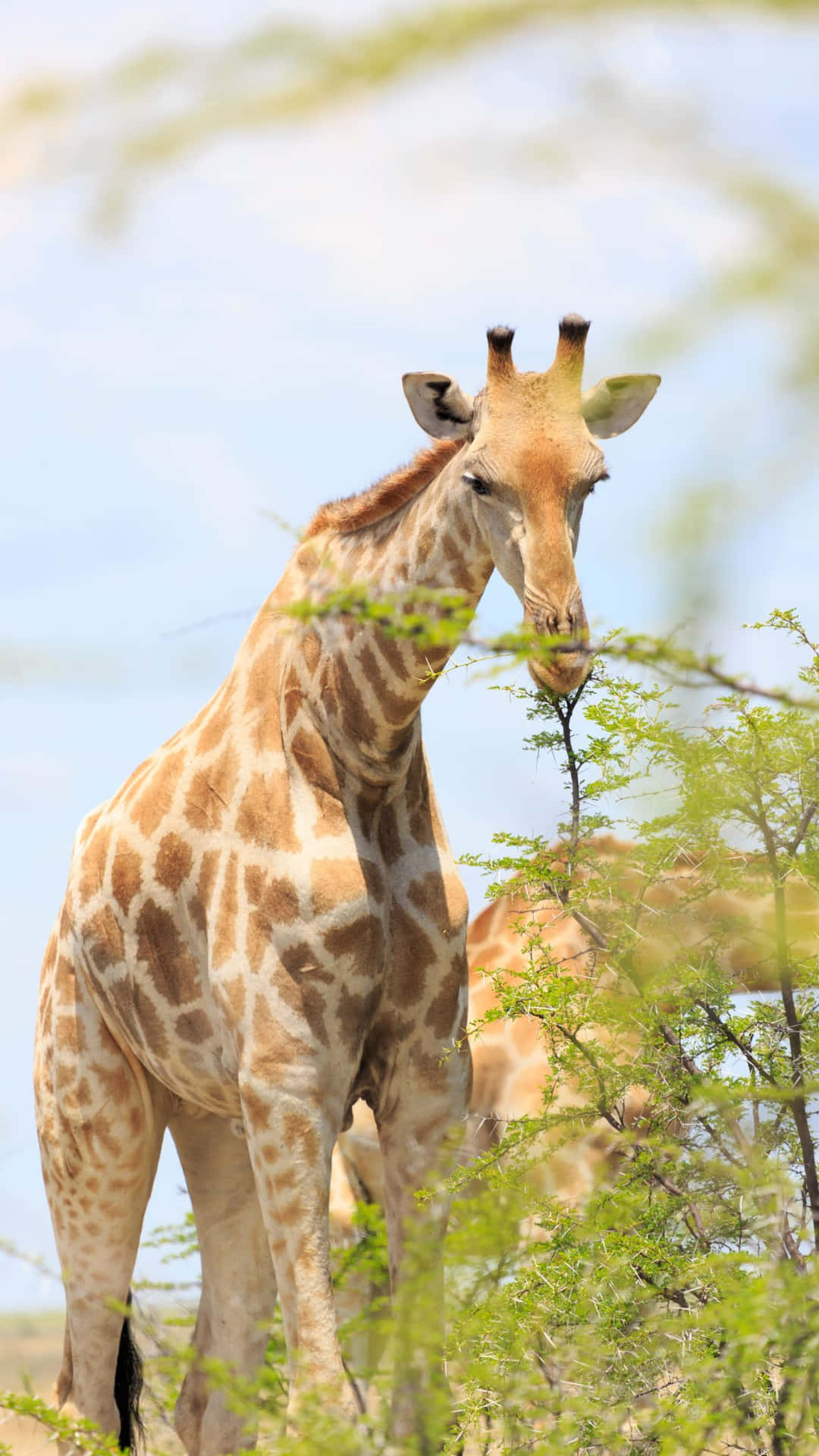 Giraffein Natural Habitat.jpg Background