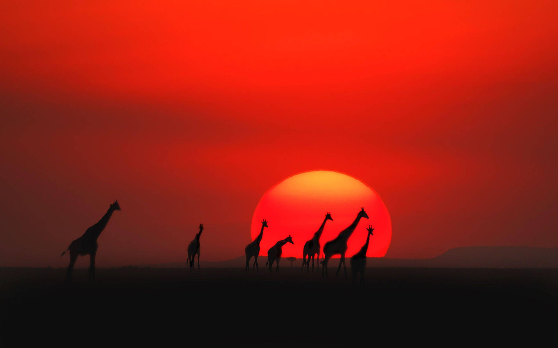 Giraffes At Sunset In Kenya Background