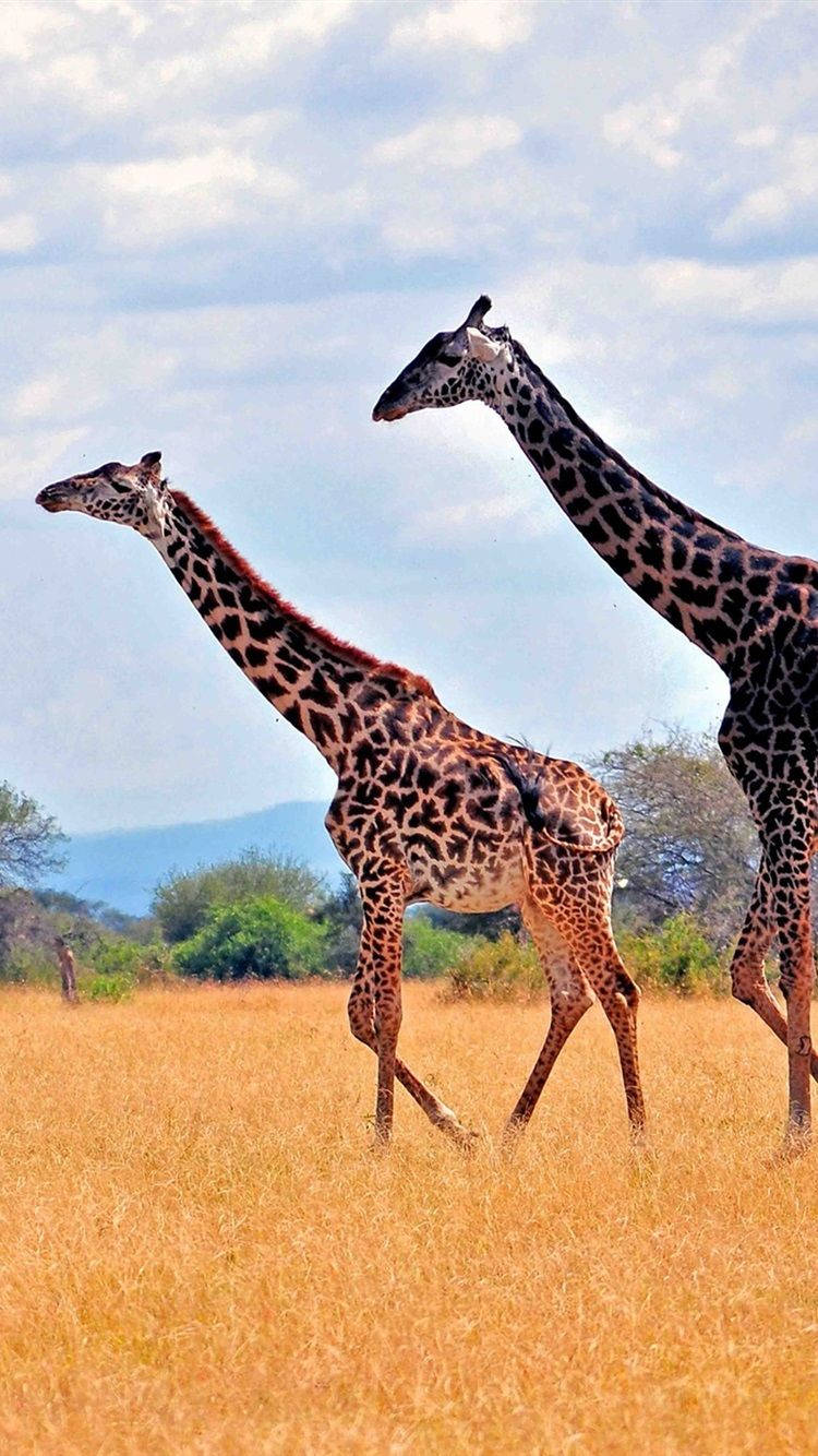 Giraffes In Savanna Africa Iphone