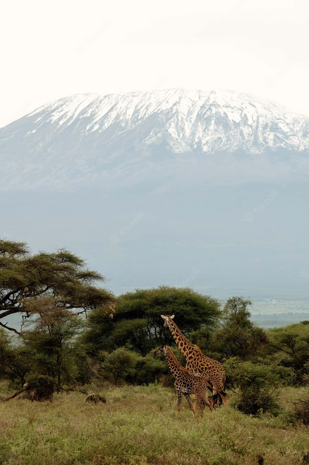 Giraffes Looking At Mount Kilimanjaro