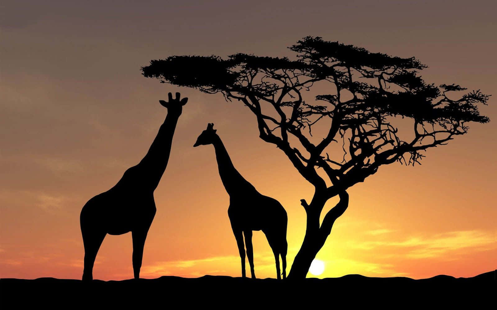 Giraffes Standing In The Grass Background
