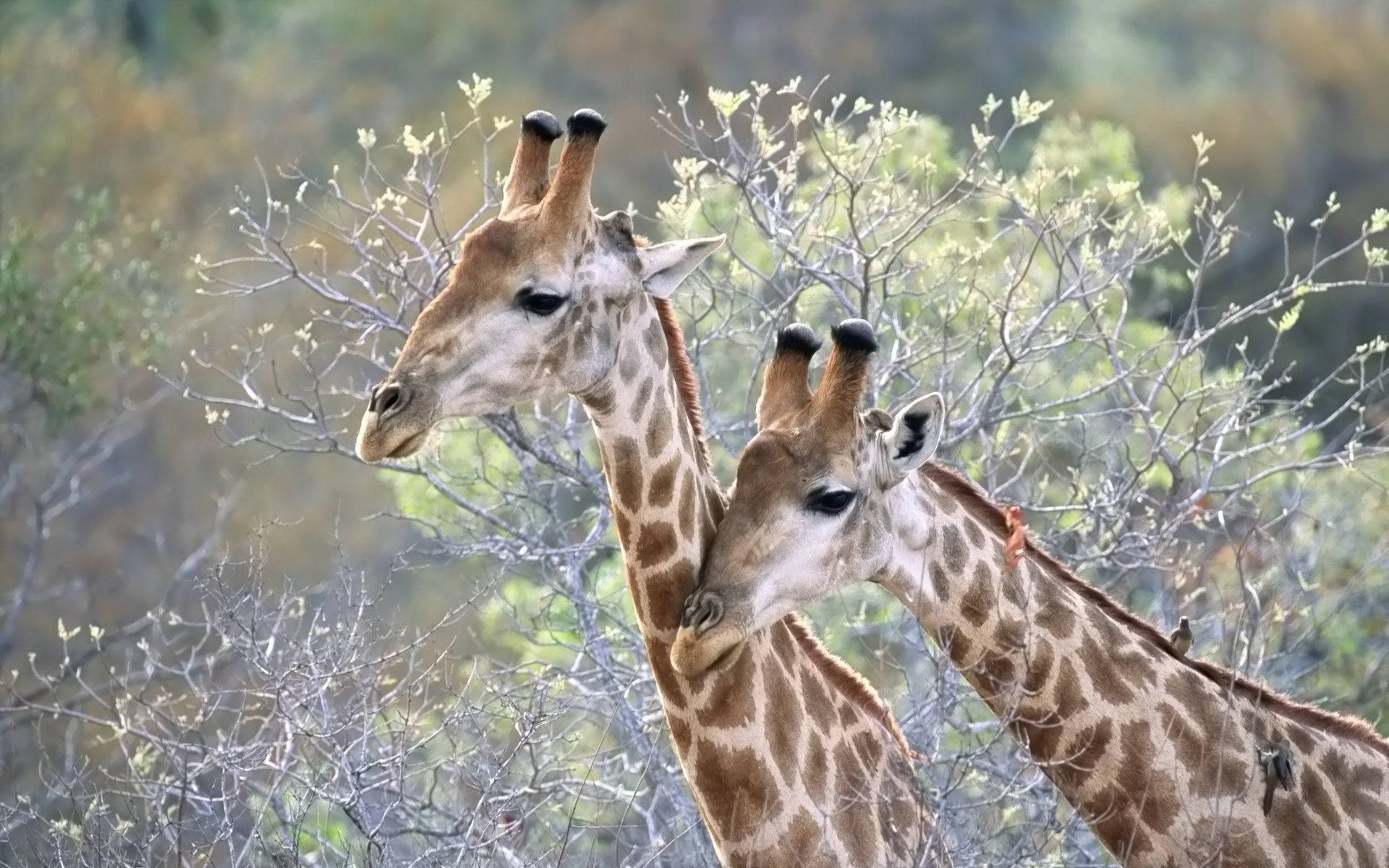 Giraffes Traveling Together Background