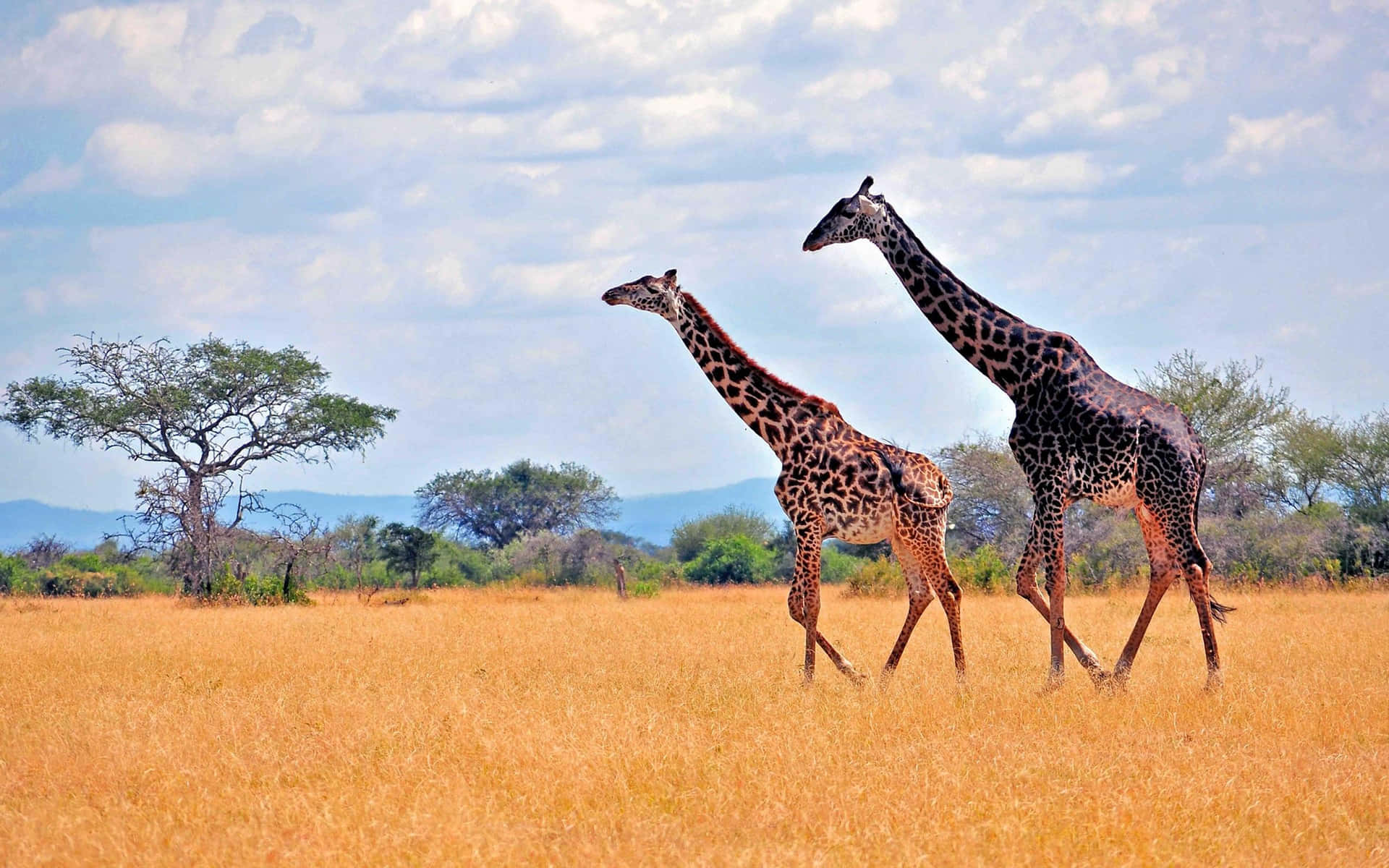 Giraffes Walking Savannah Background