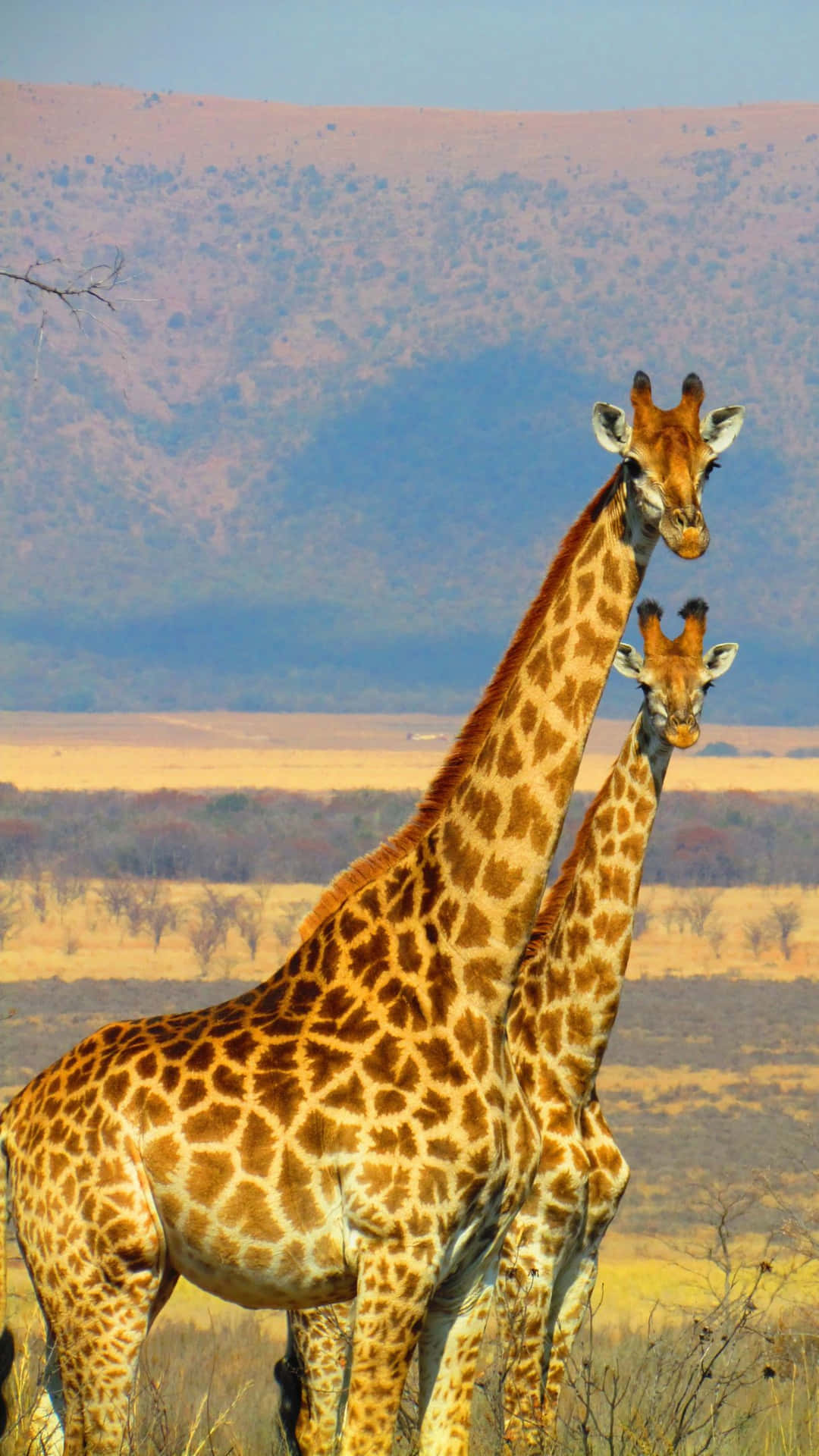 Giraffesin Savannah Safari Background