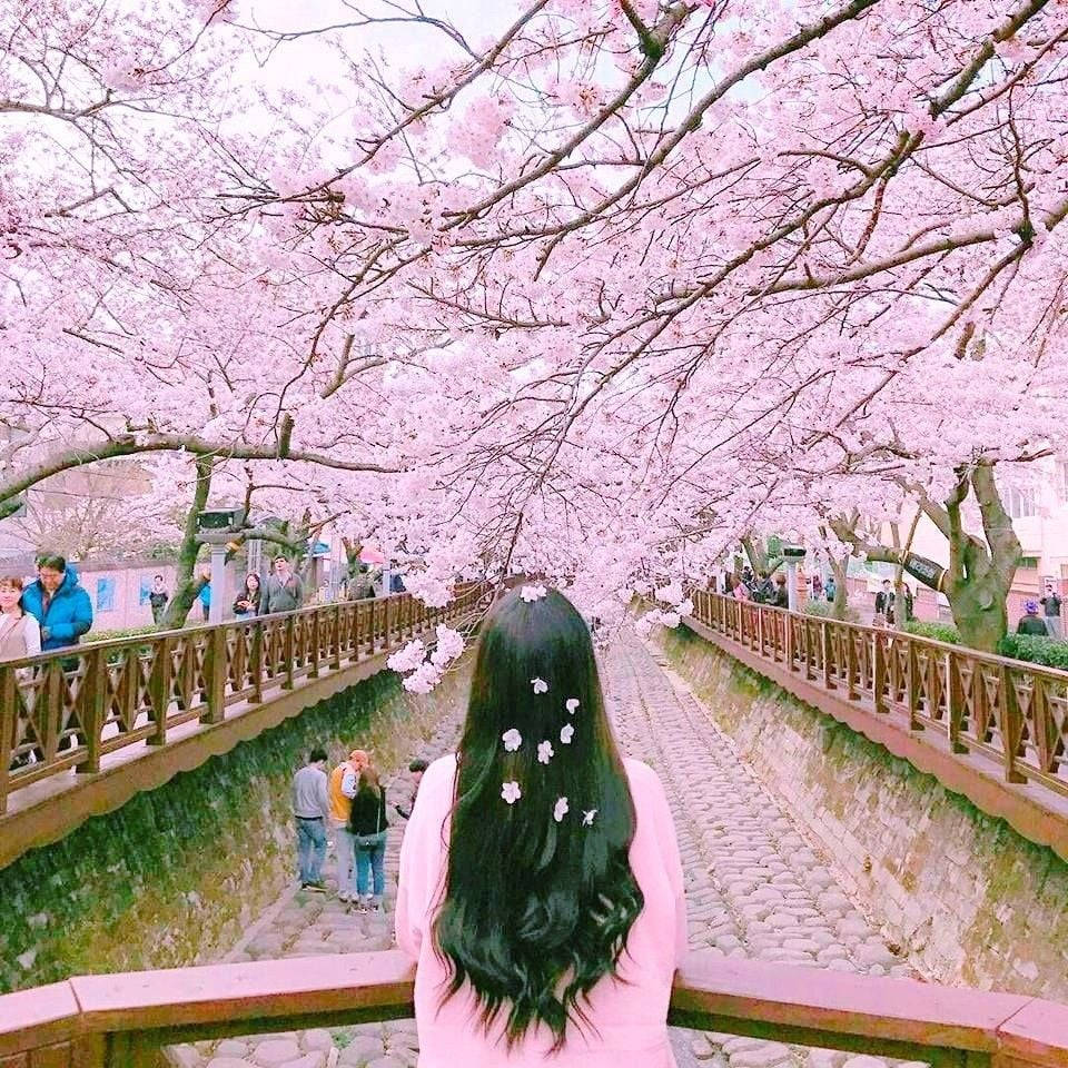 Girl And Cherry Blossom In Korea Background