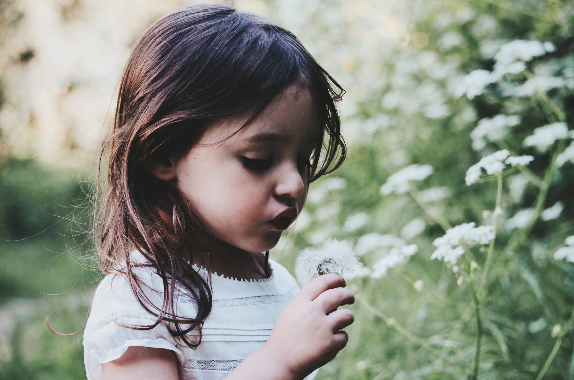 Girl Blowing Dandelion Picture Background