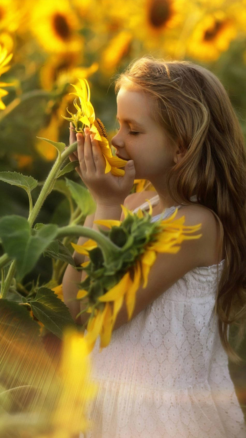 Girl Child Smelling Giant Sunflowers Background