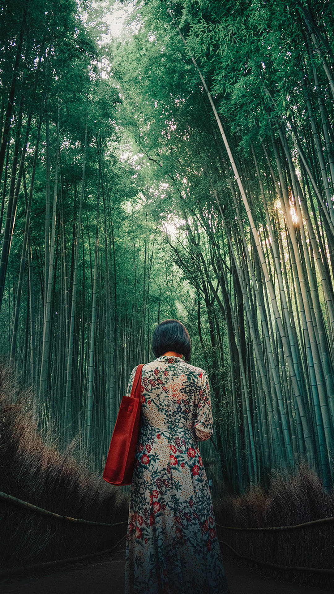 Girl In A Bamboo Forest Iphone