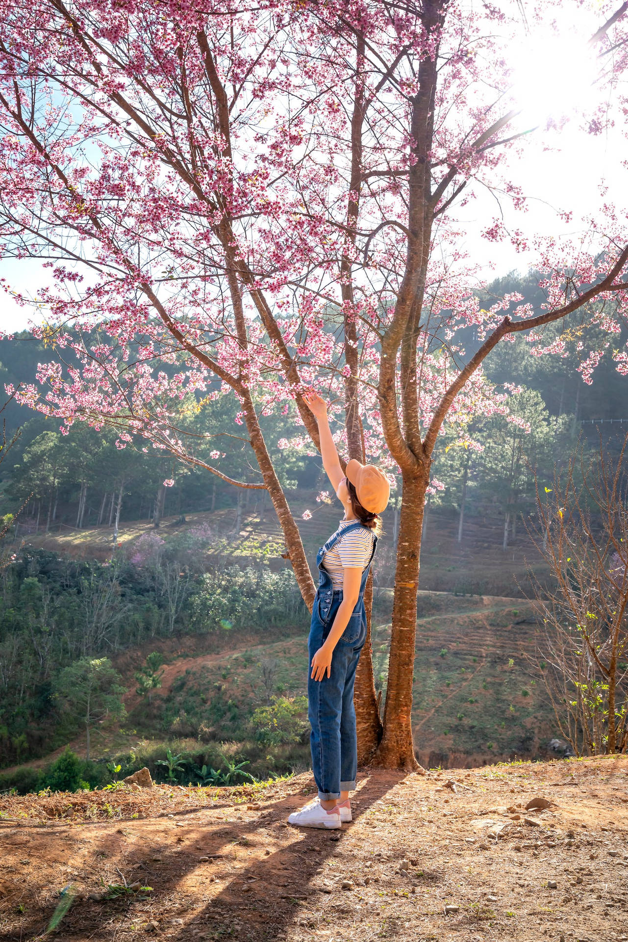 Girl Standing Under Japanese Sakura Background