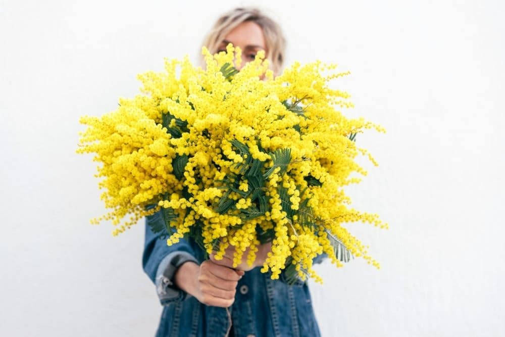 Girl With Mimosa Flowers Background