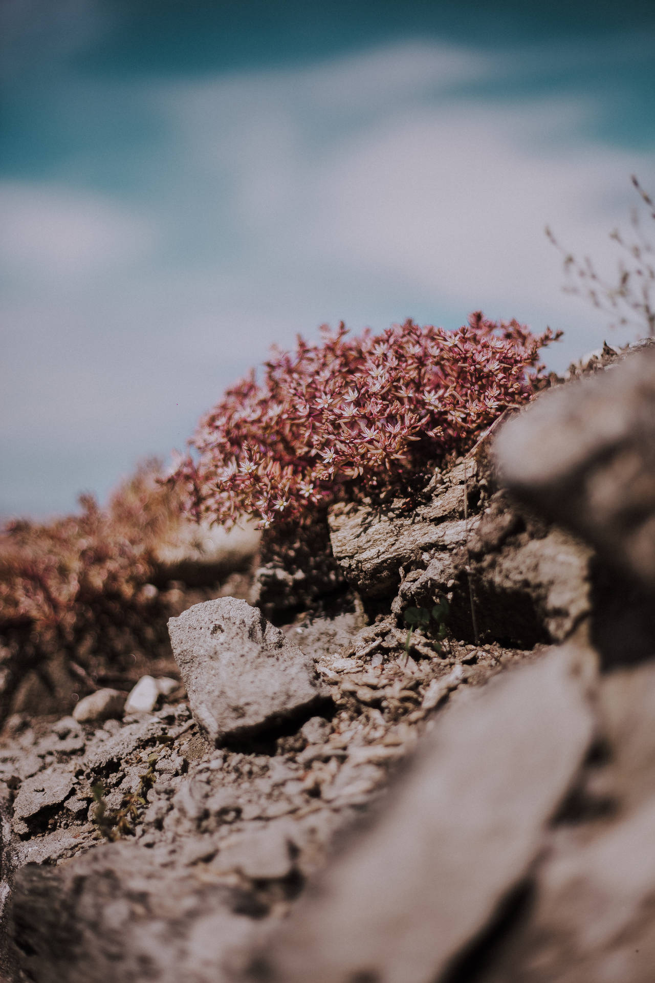 Girly Phone Flowers And Rocks Background