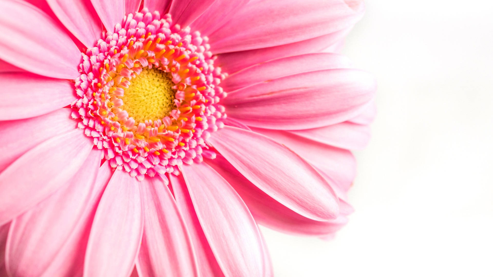 Girly Pink Sunflower Background