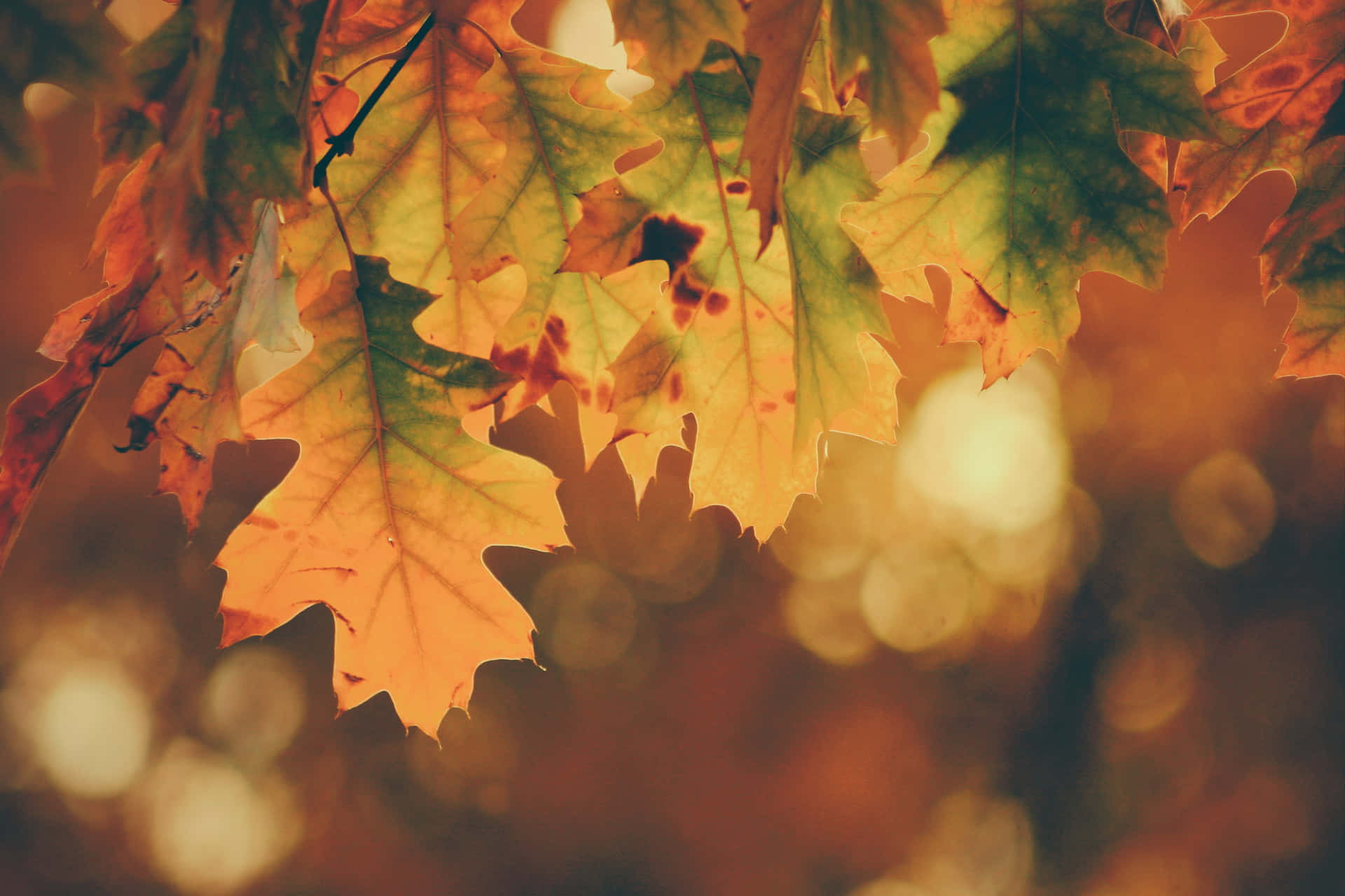 Give Thanks This Thanksgiving Background