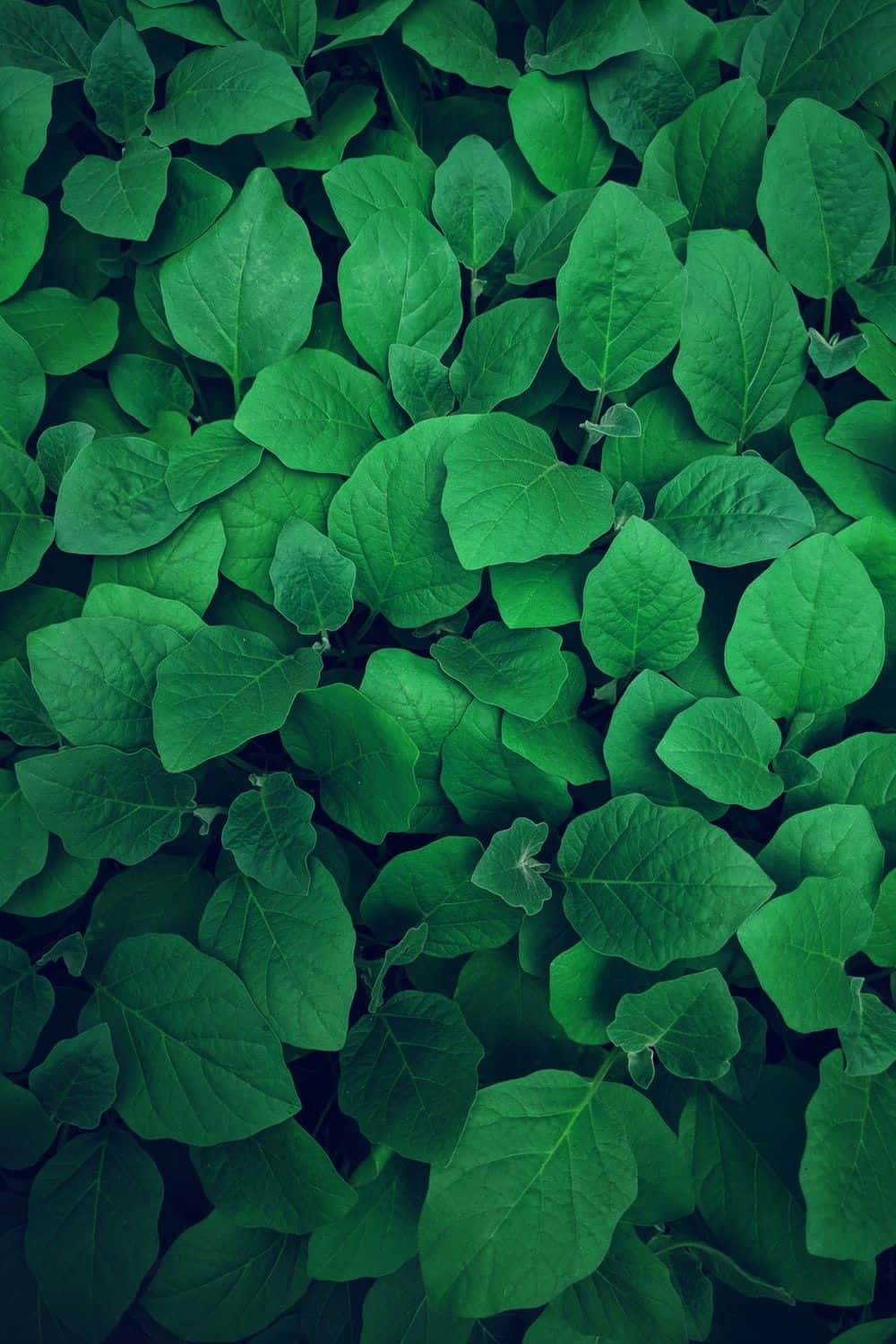 Give Your Home Or Office Some Life With This Beautiful Aesthetic Plant. Background