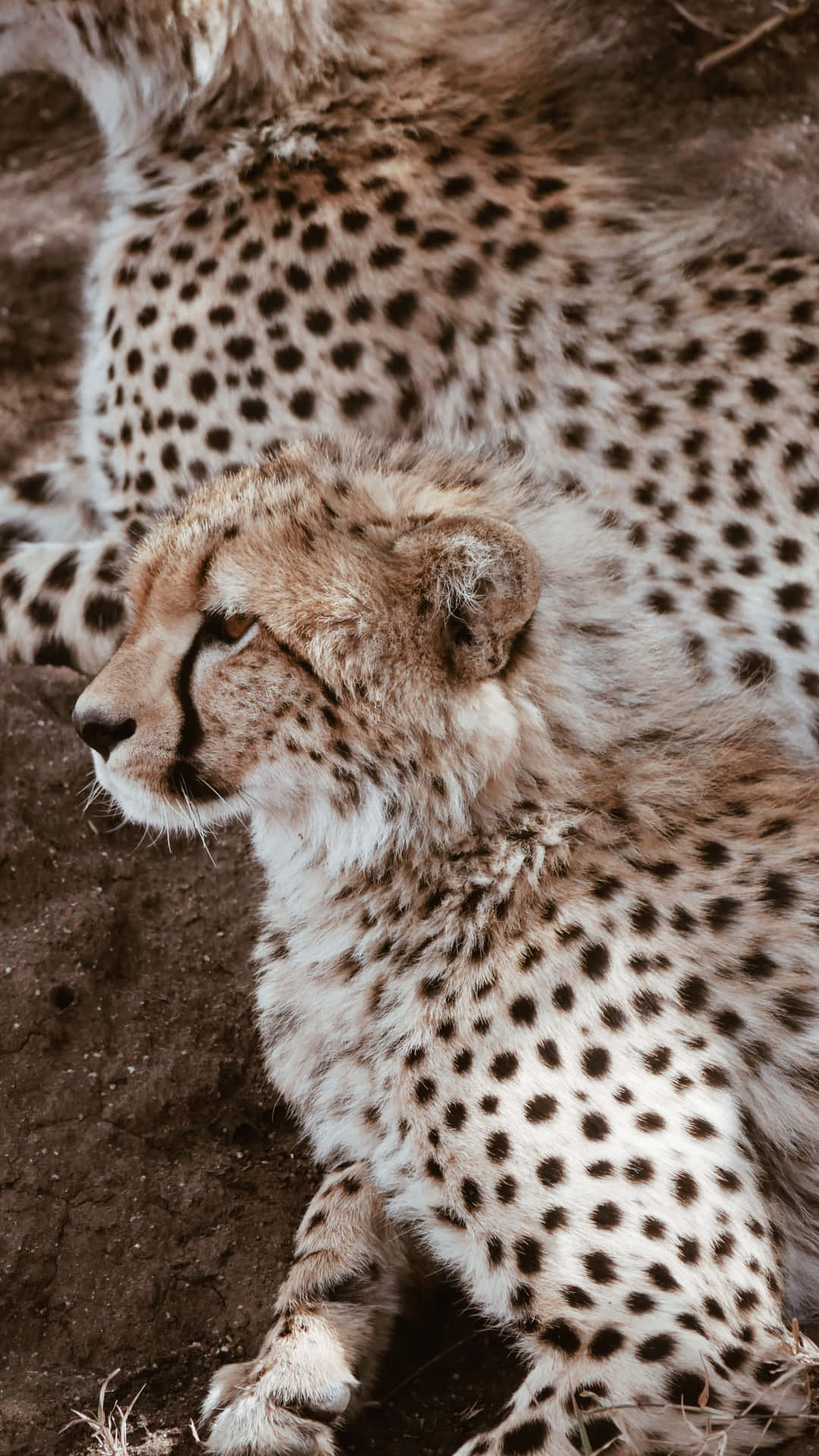 Give Your Smartphone A Wild Makeover With This Cheetah Iphone Wallpaper Background