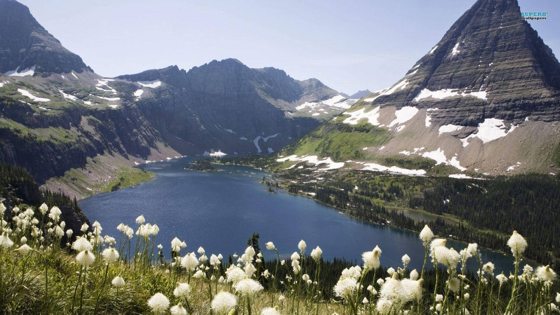 Glacier National Park Bear Grass Background