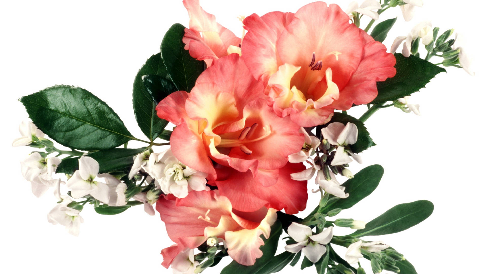 Gladiolus And Hoary Stock Flowers Background