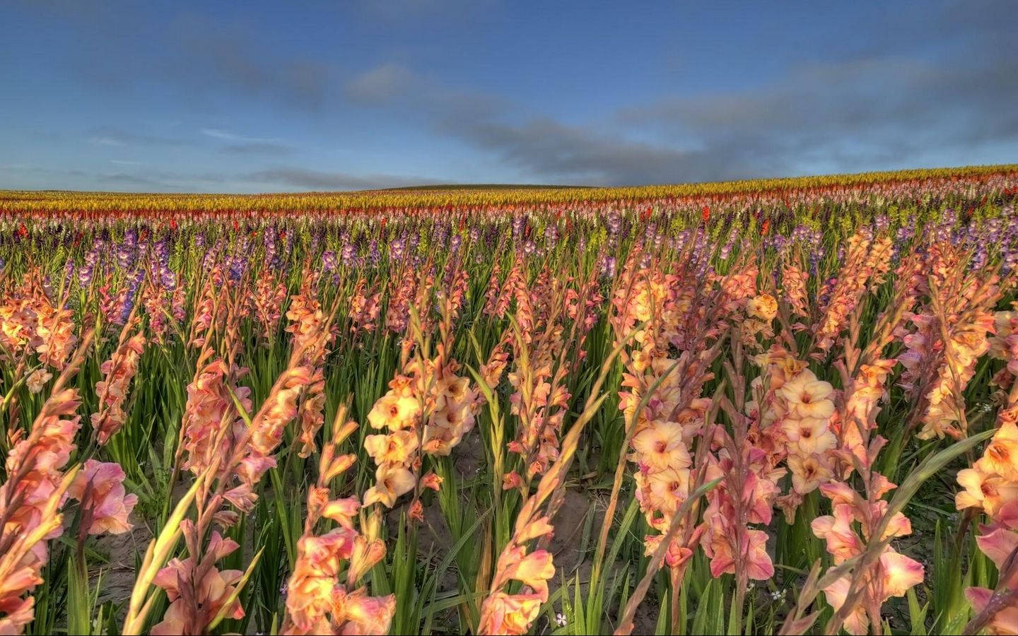 Gladiolus Flower Field Background