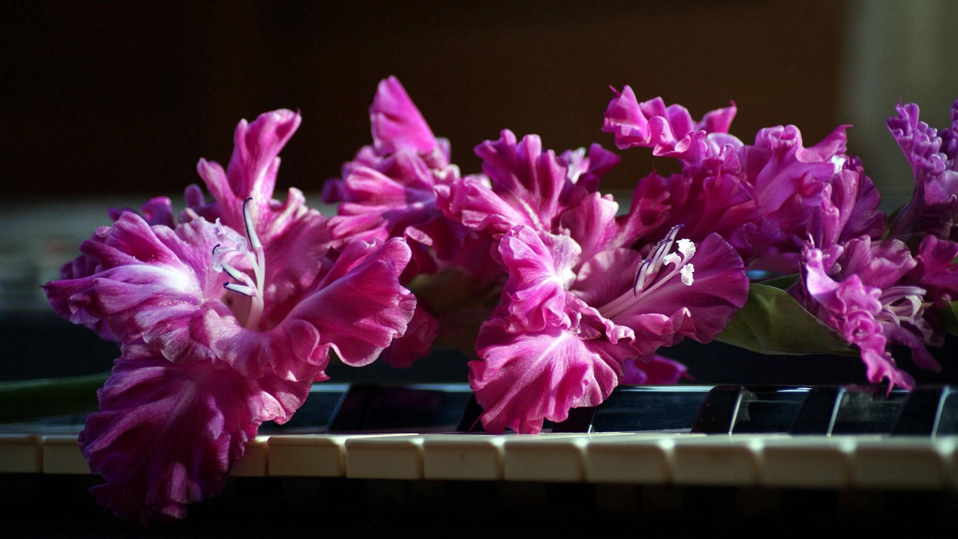 Gladiolus Flower On A Piano Background