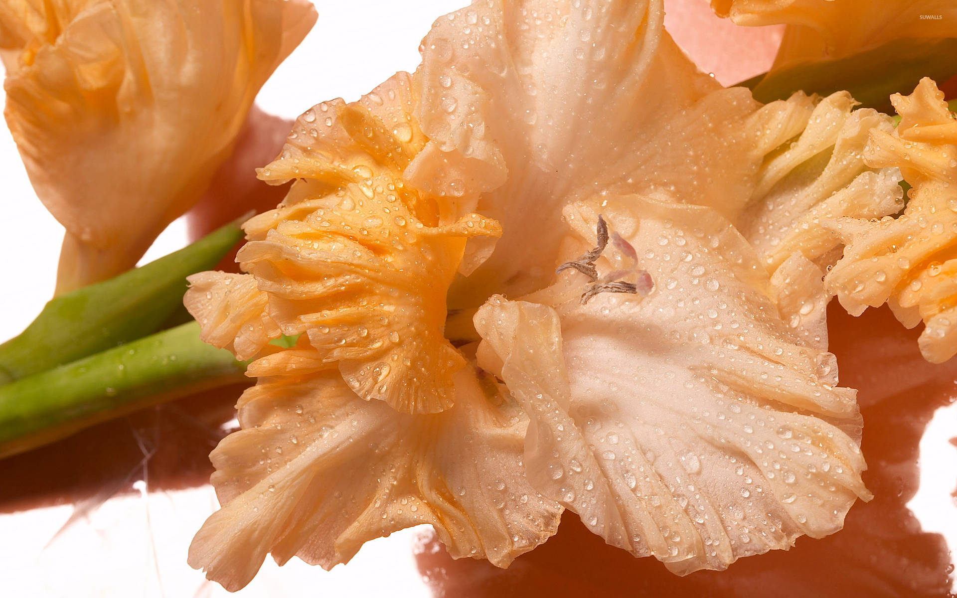 Gladiolus Flowers In Orange