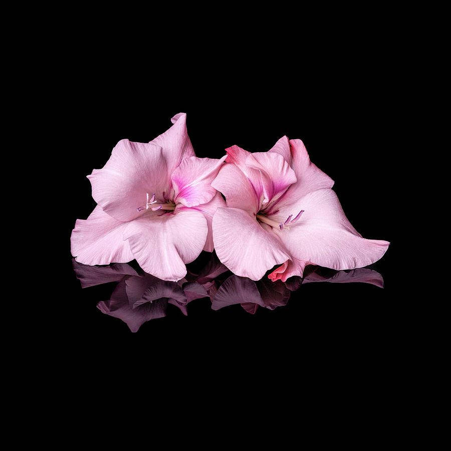 Gladiolus Flowers In Pale Pink Background