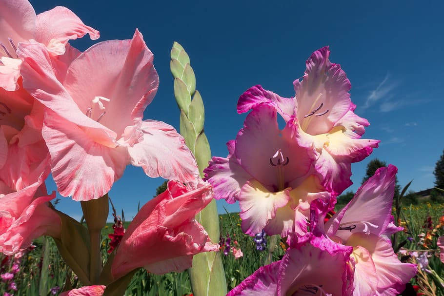 Gladiolus Flowers Under Sun Background