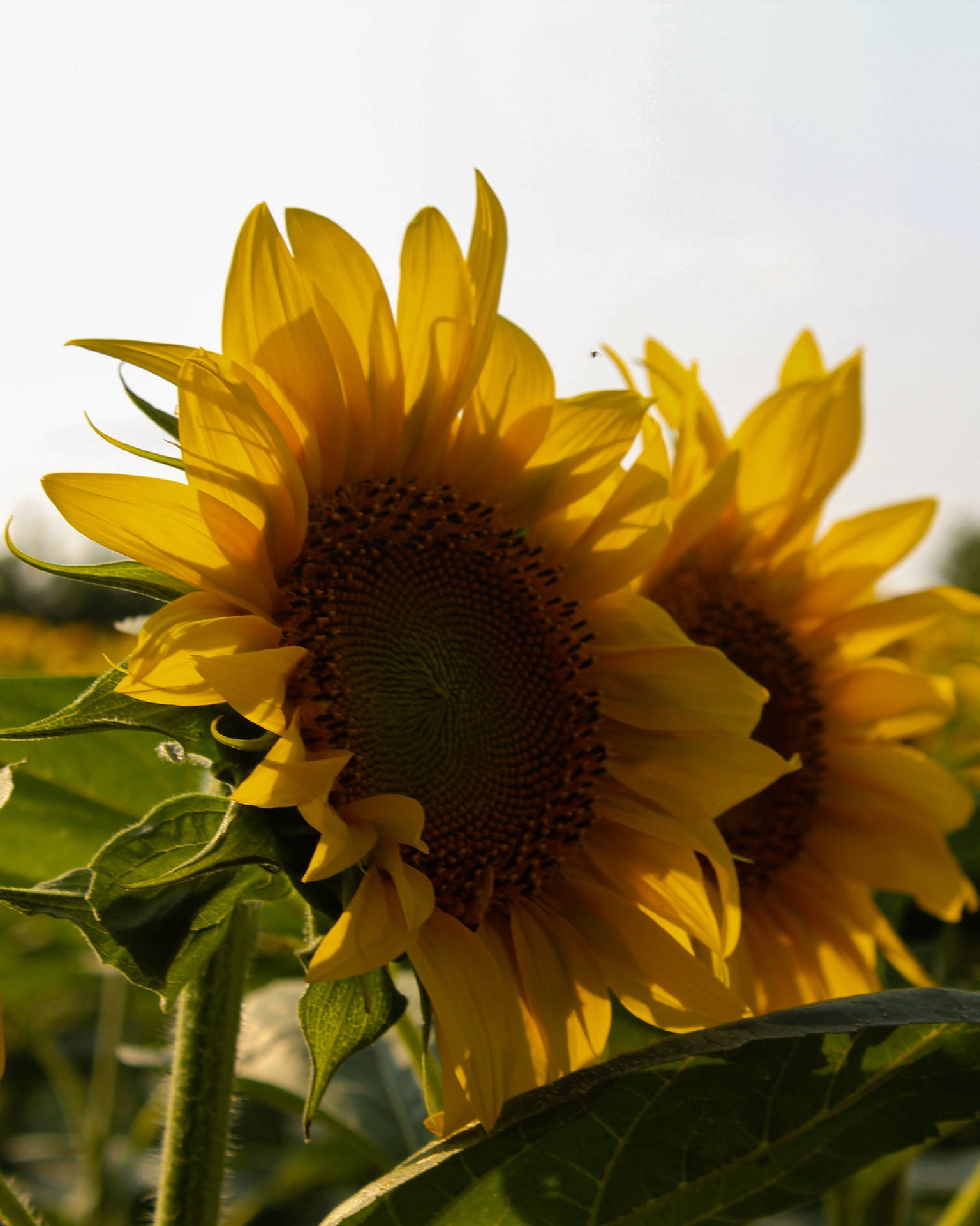 Glamorous Sunflower Aesthetic Floret Background