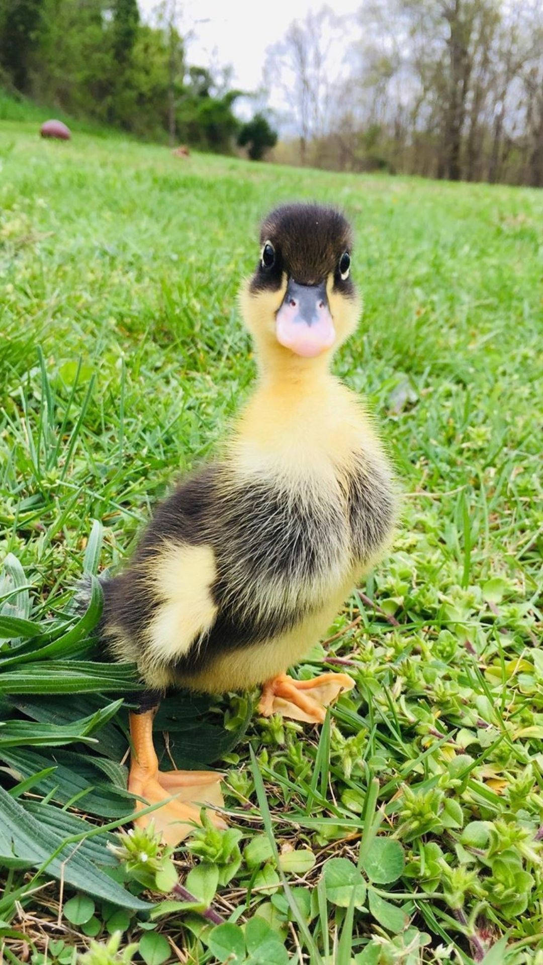 Glaring Baby Duck Background