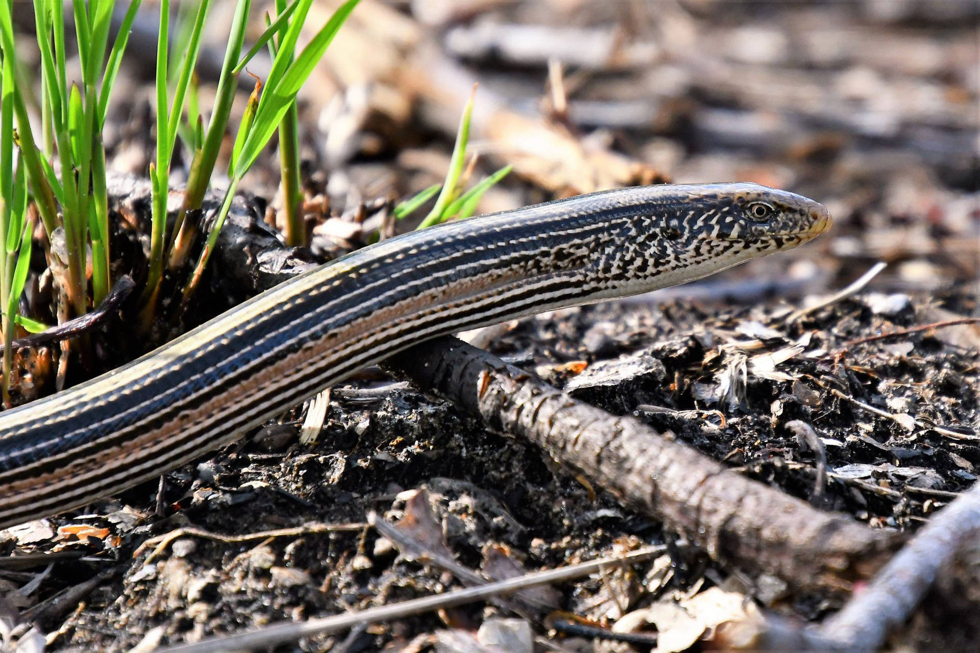 Glass Lizard Found In Wild Forest