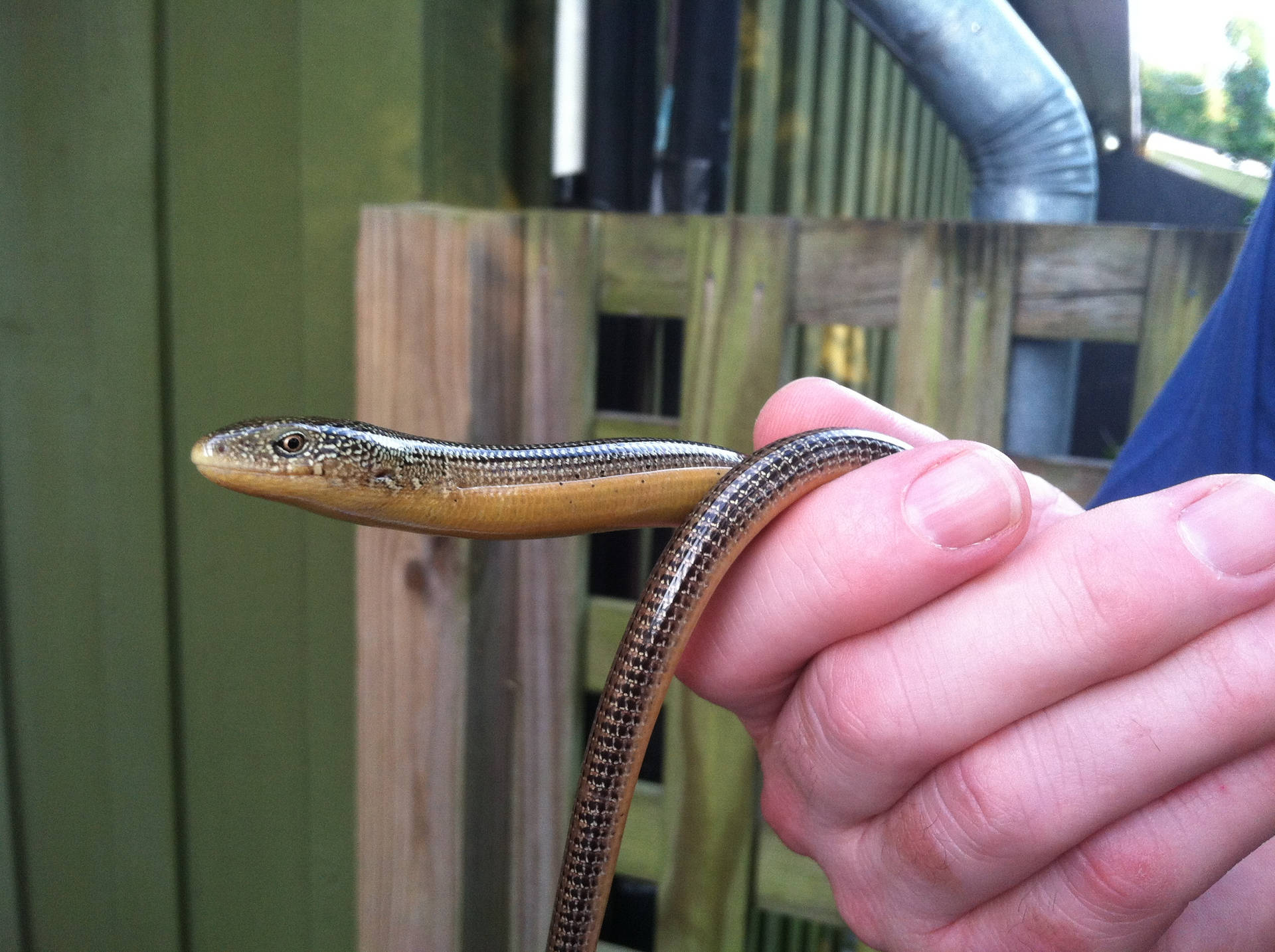 Glass Lizard Held By Hand