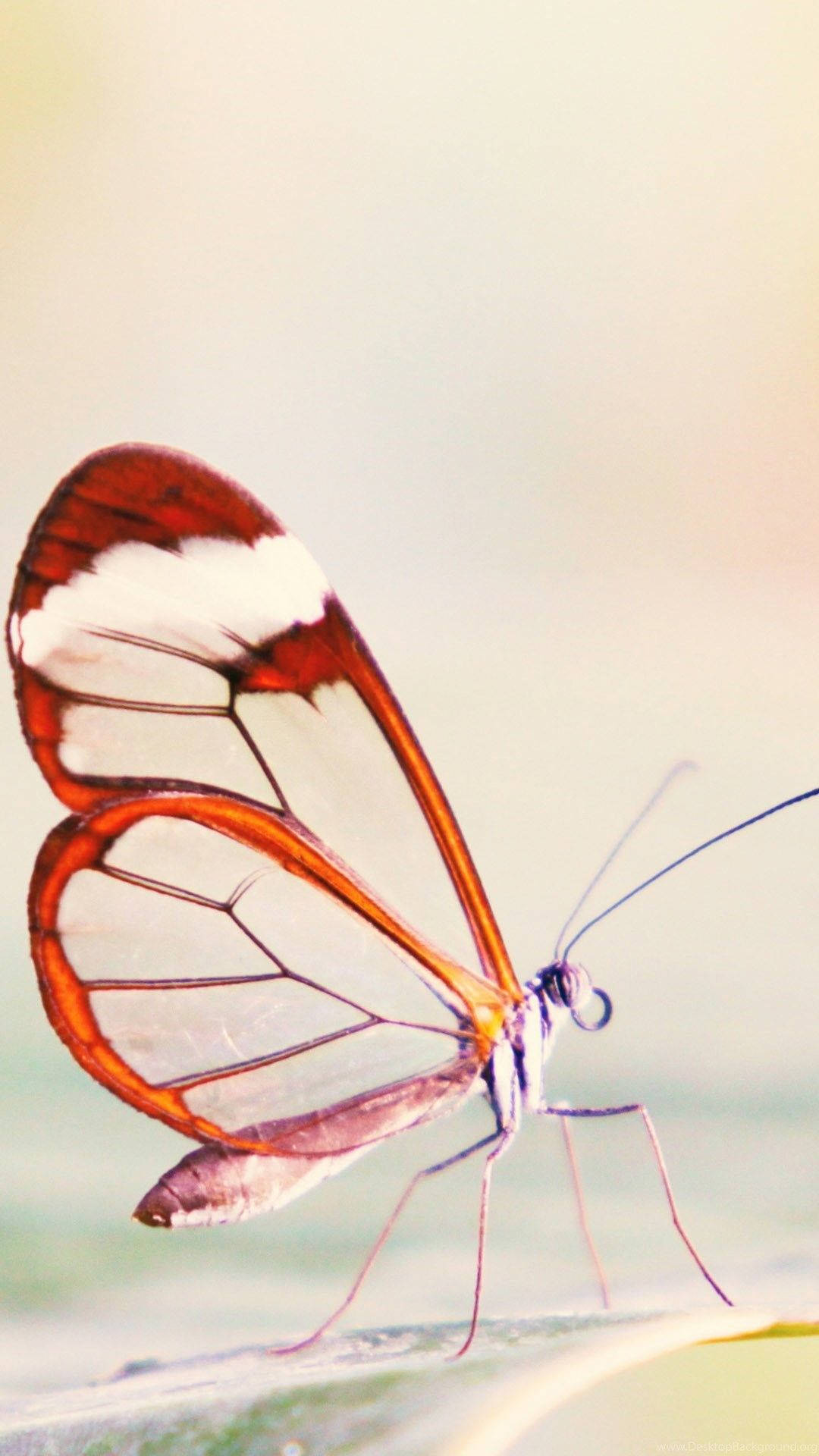 Glasswing Butterfly Cute Android Background