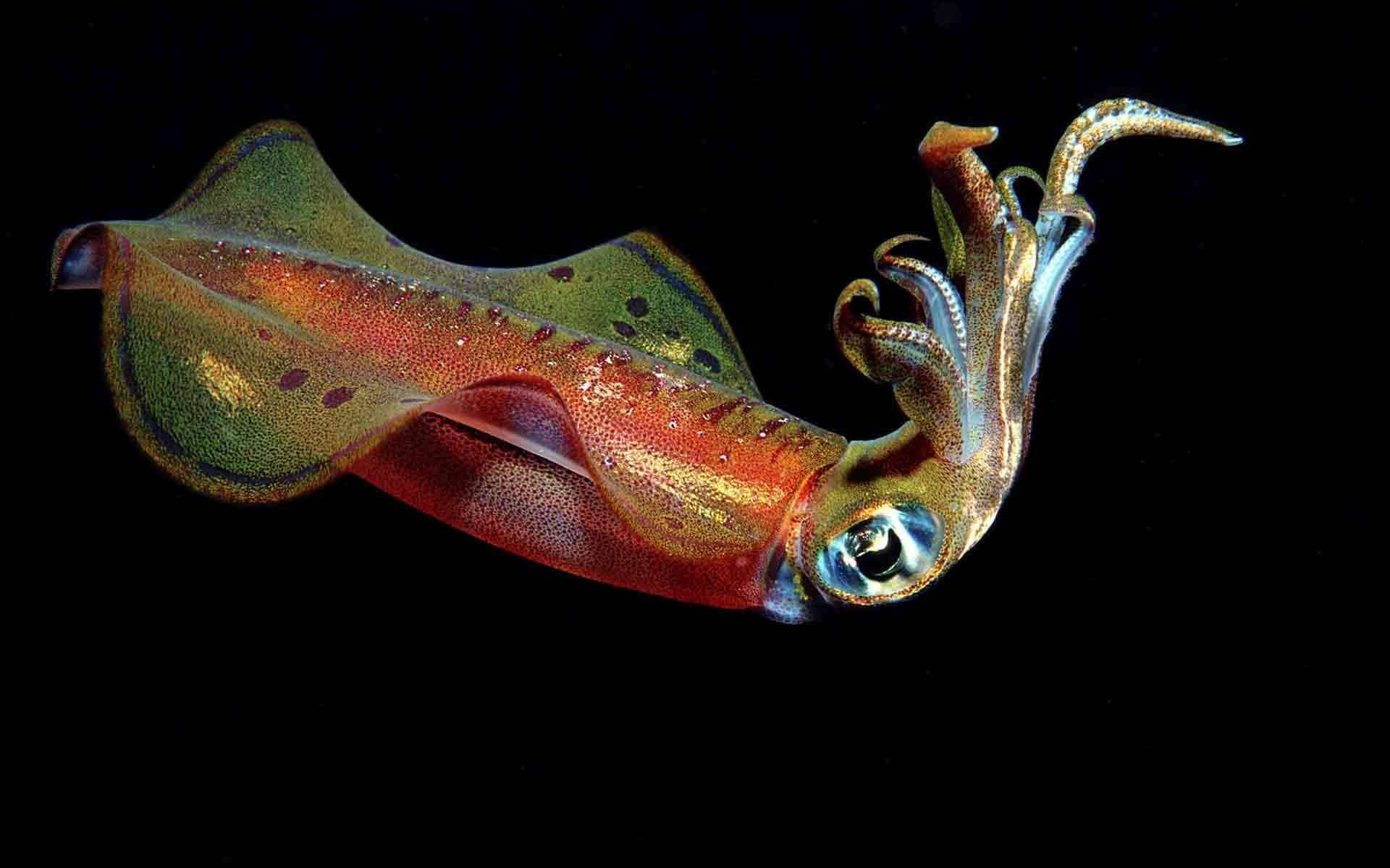 Glassy Flying Calamari Background