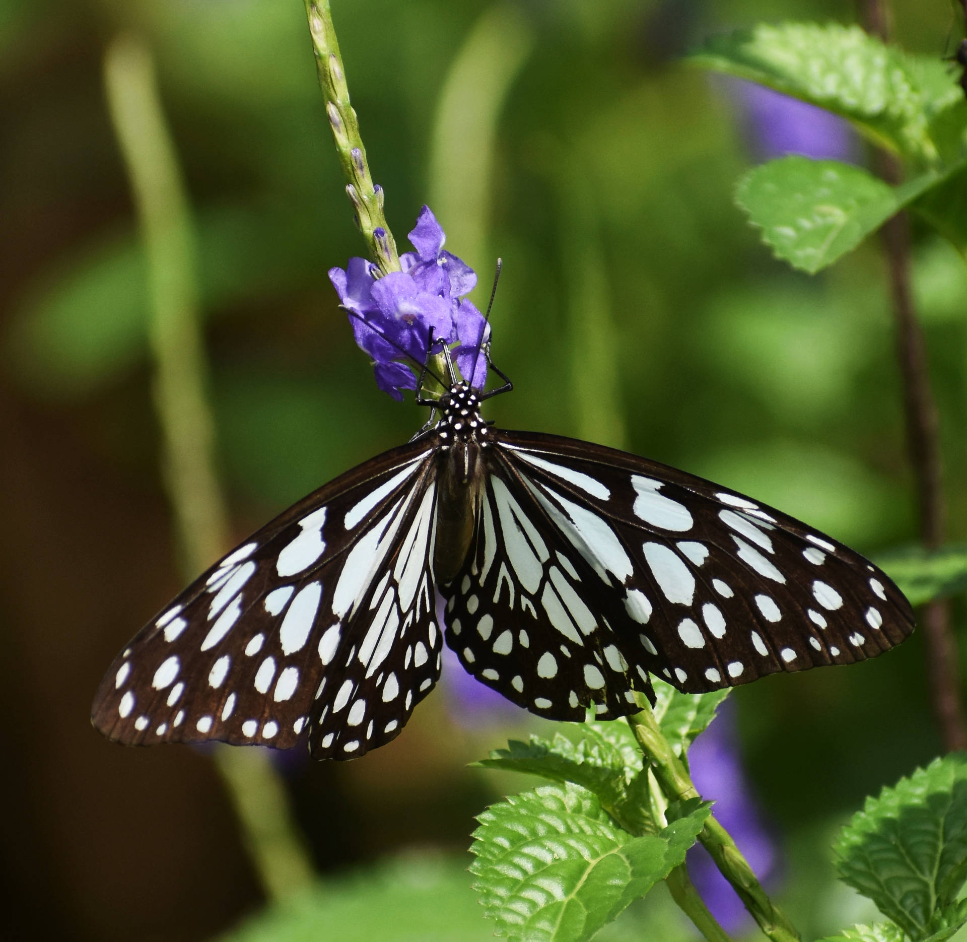 Glassy Wing Aesthetic Butterfly Background