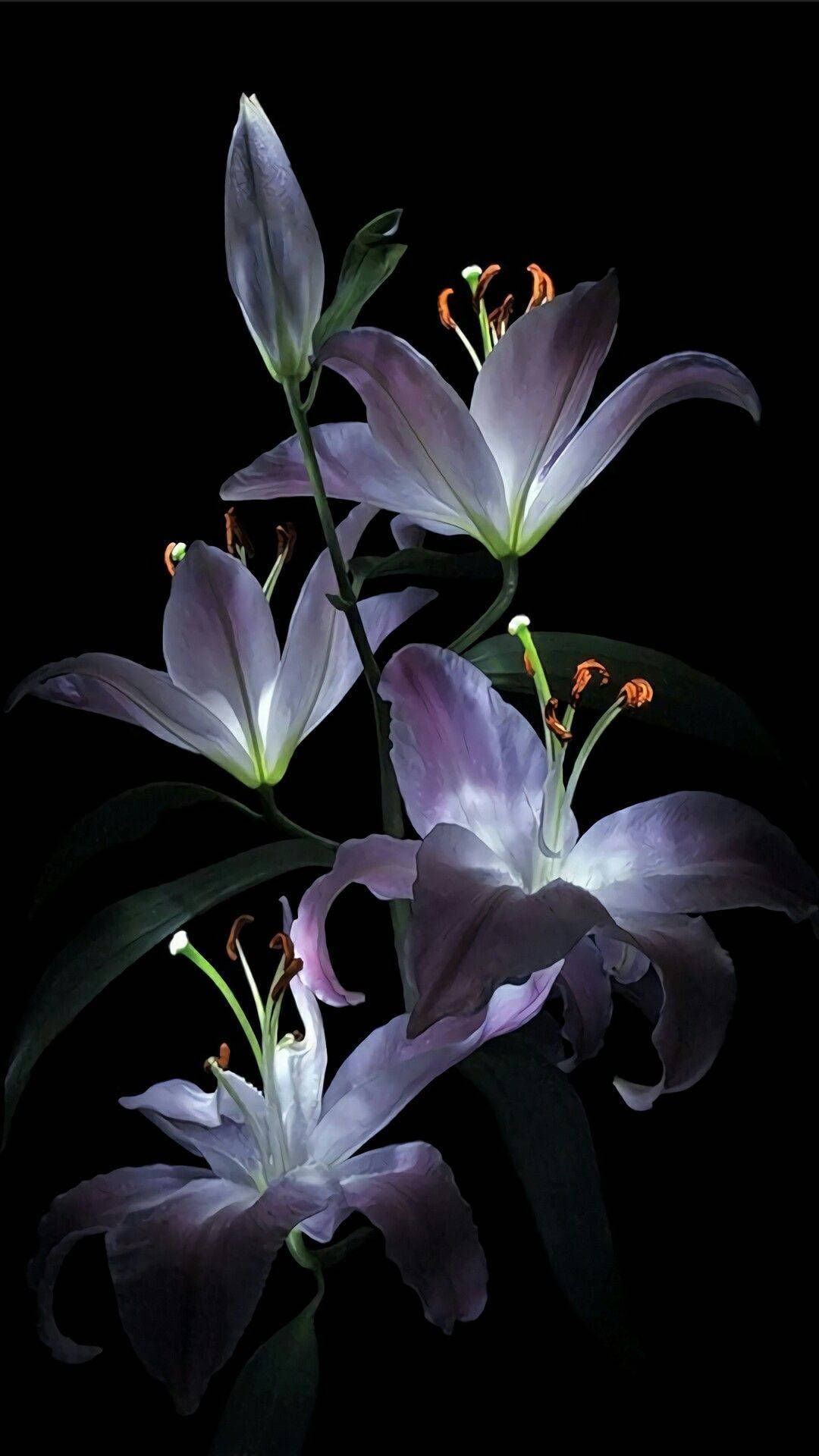 Gleaming White Lily In Dark