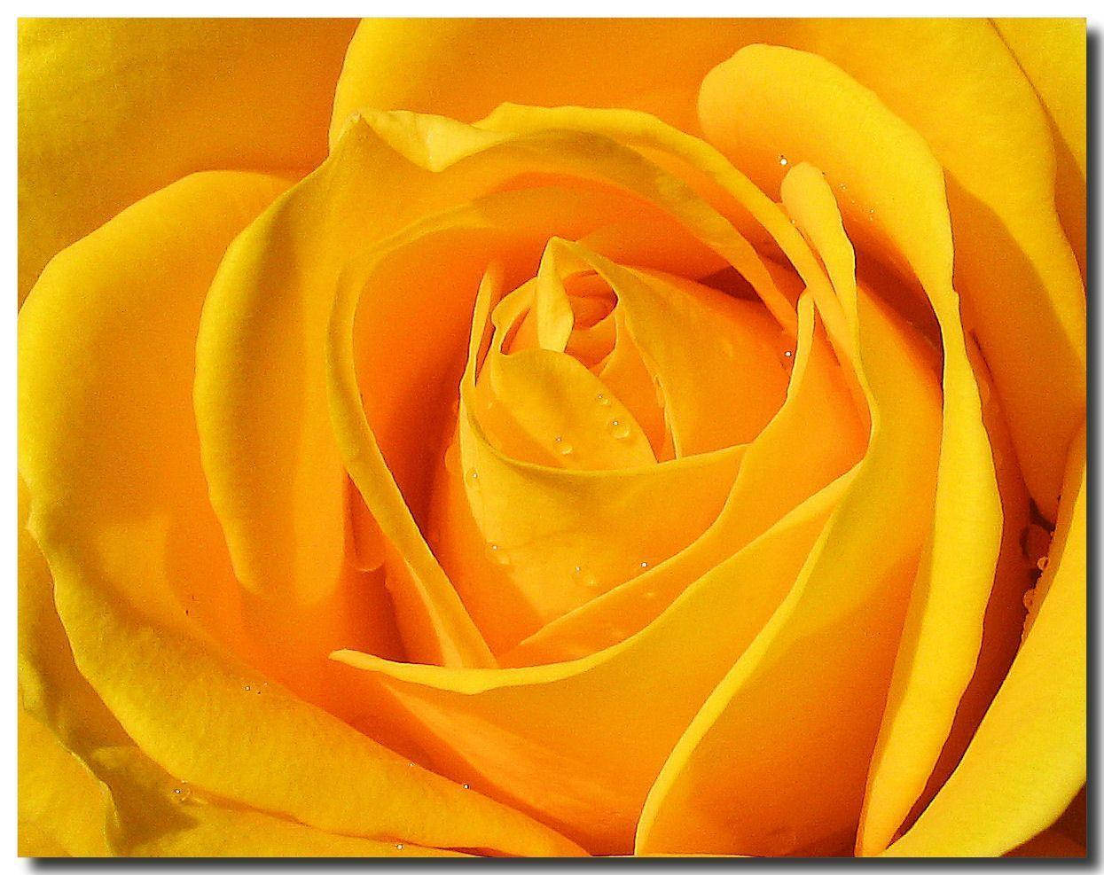 Glimpse Of Sunshine: A Stunning Close-up Of A Yellow Rose