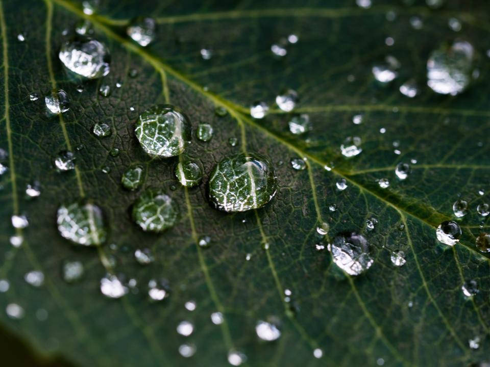 Glistening Water Droplets Reflecting Serene Nature Background