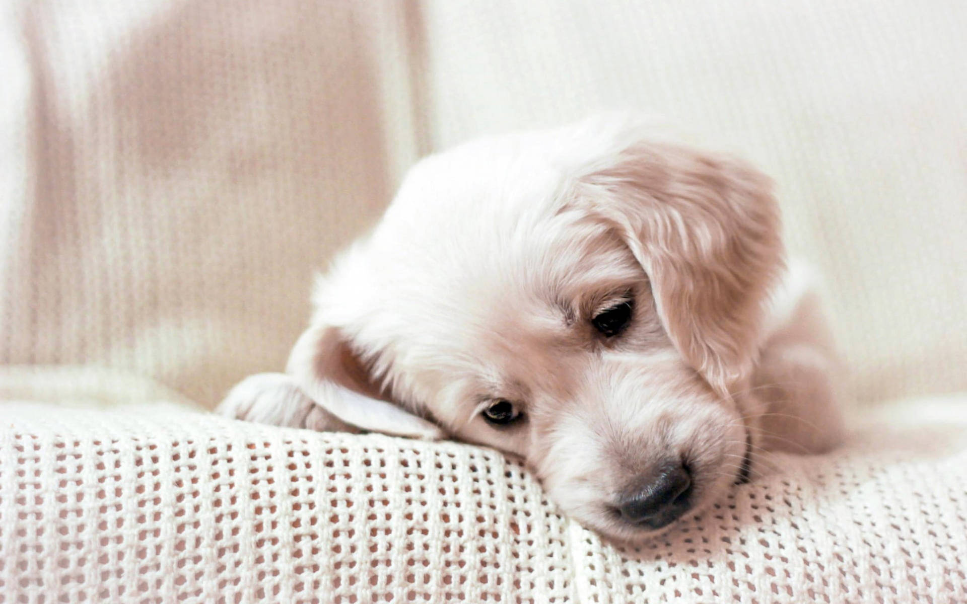 Gloomy Golden Retriever Puppy Background
