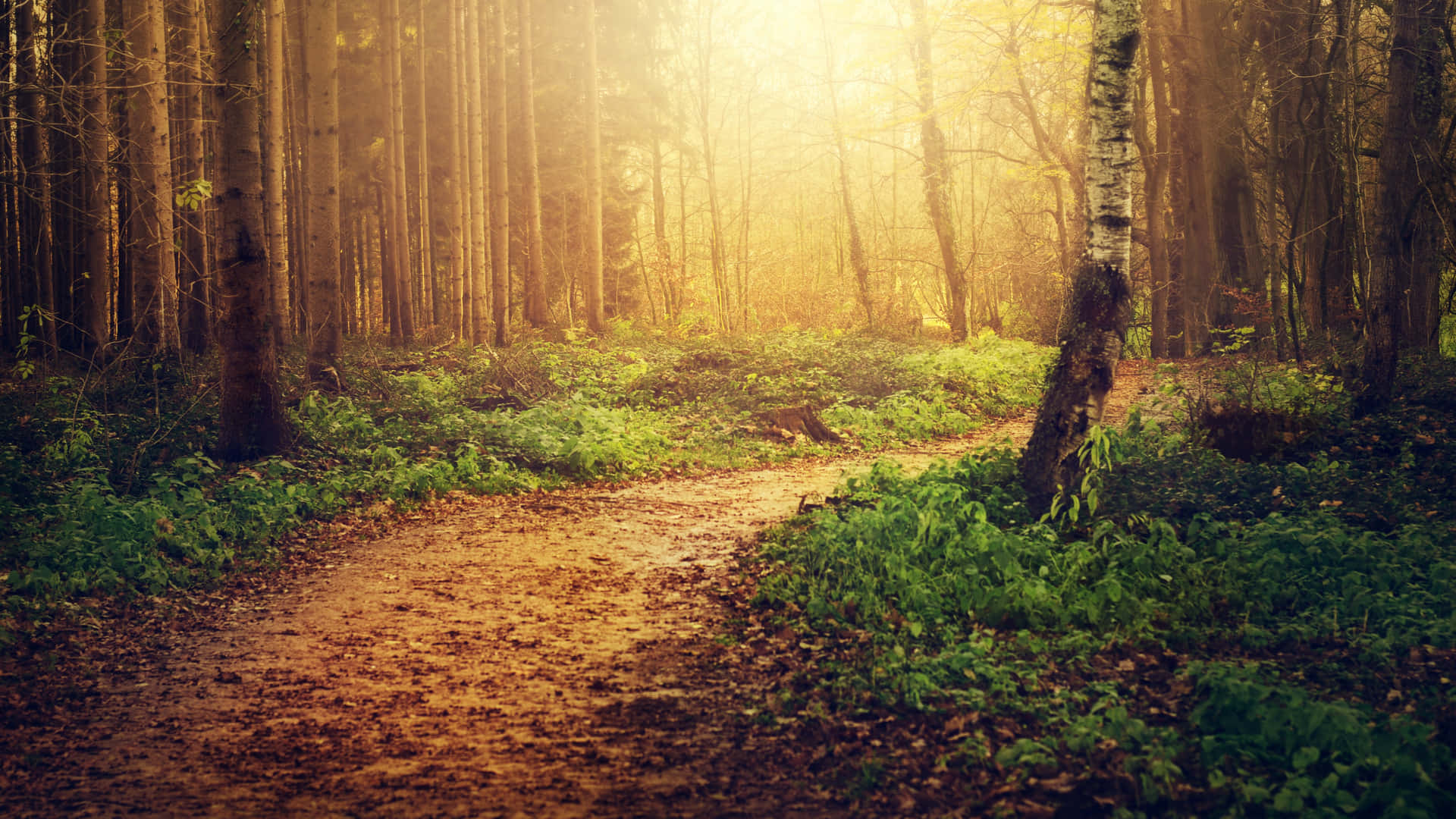 Gloomy Path In The Forest Background