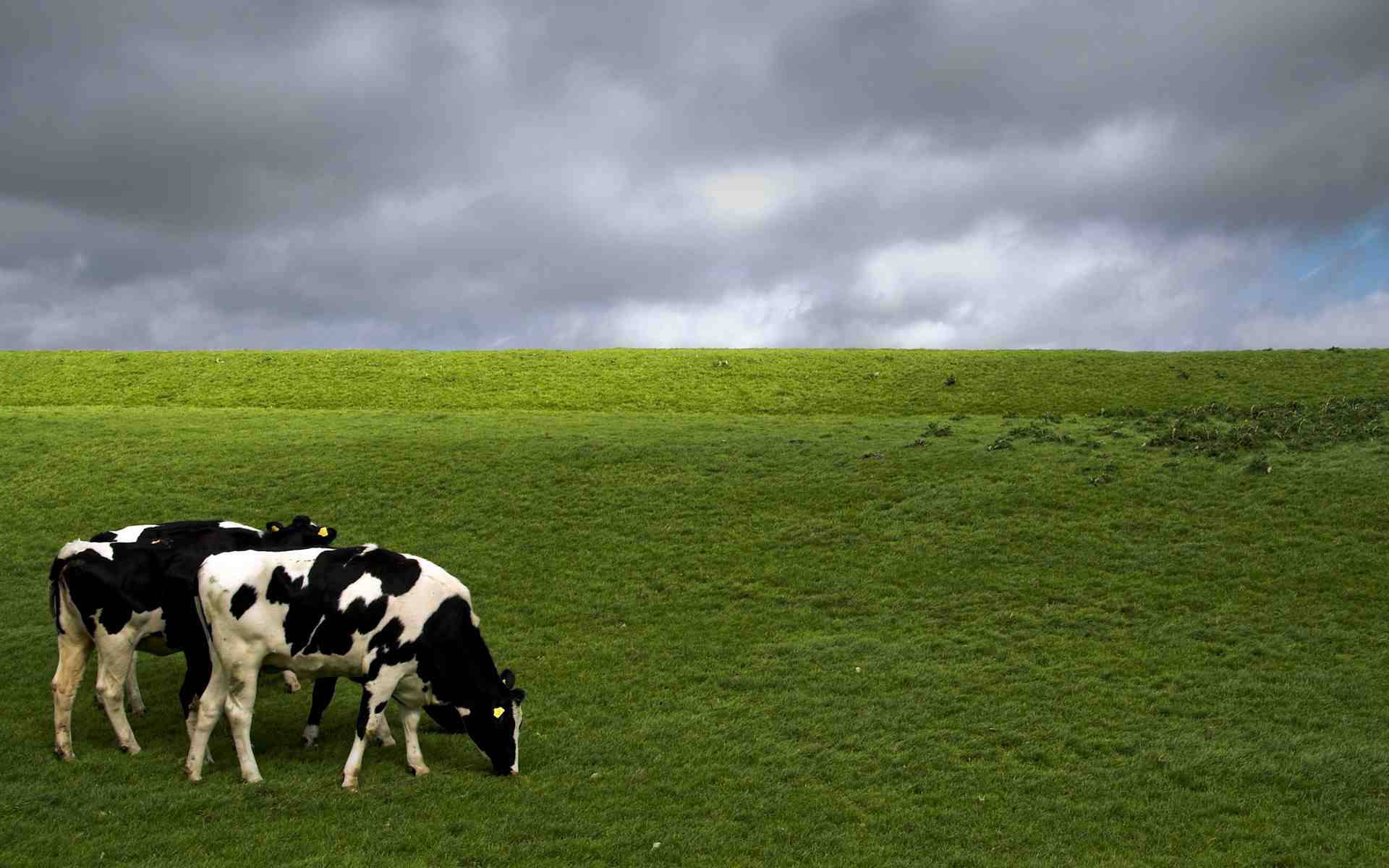 Gloomy Skies Over A Herd Of Cows