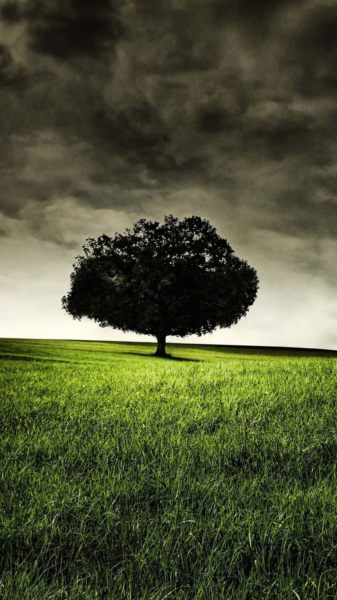 Gloomy Tree Nature Android Hd Background