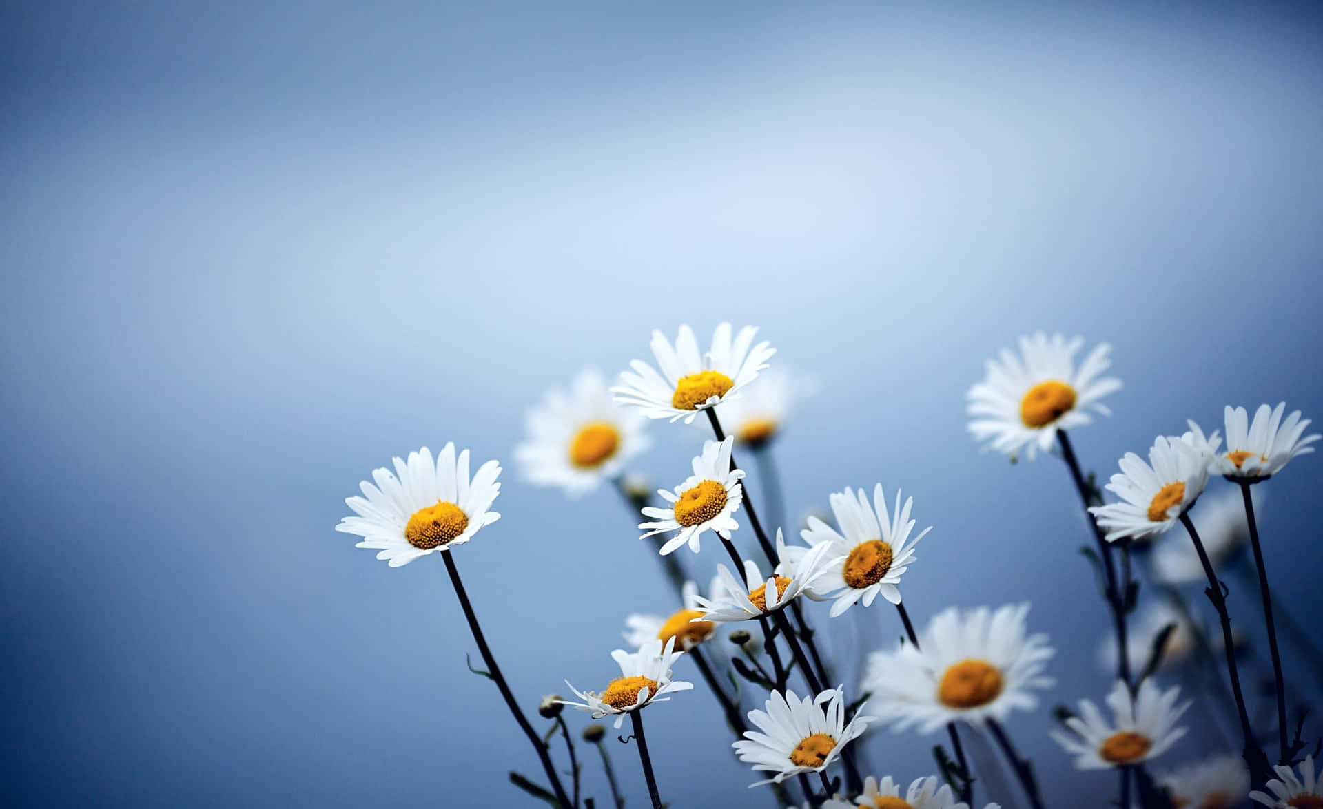 Glorious Aesthetic Daisy In A Vibrant Field Background