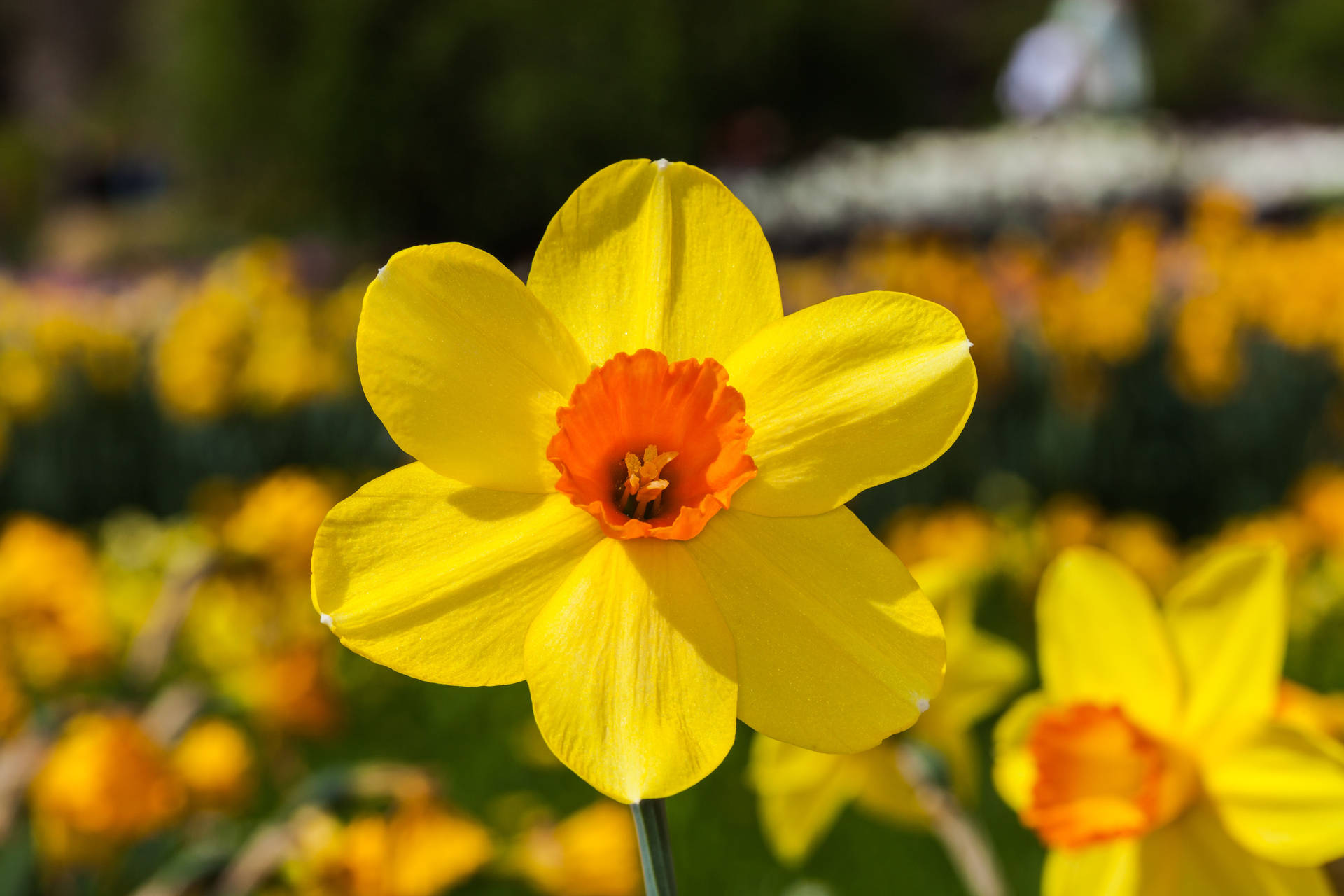Glorious Bloom - Vivid Red Devon Narcissus Flower Background
