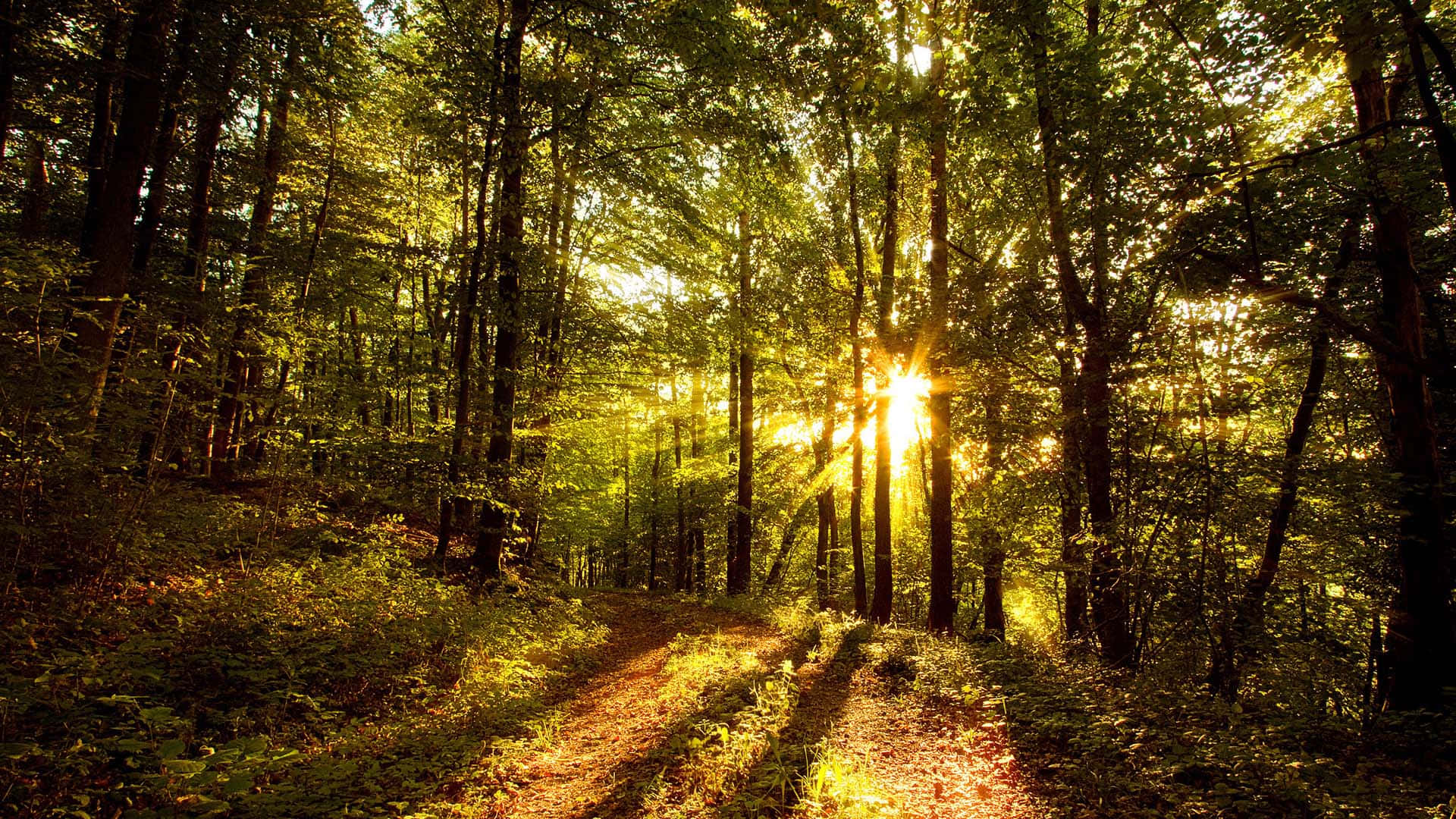 Glorious Forest Trees With Sun Rays Photograph Background